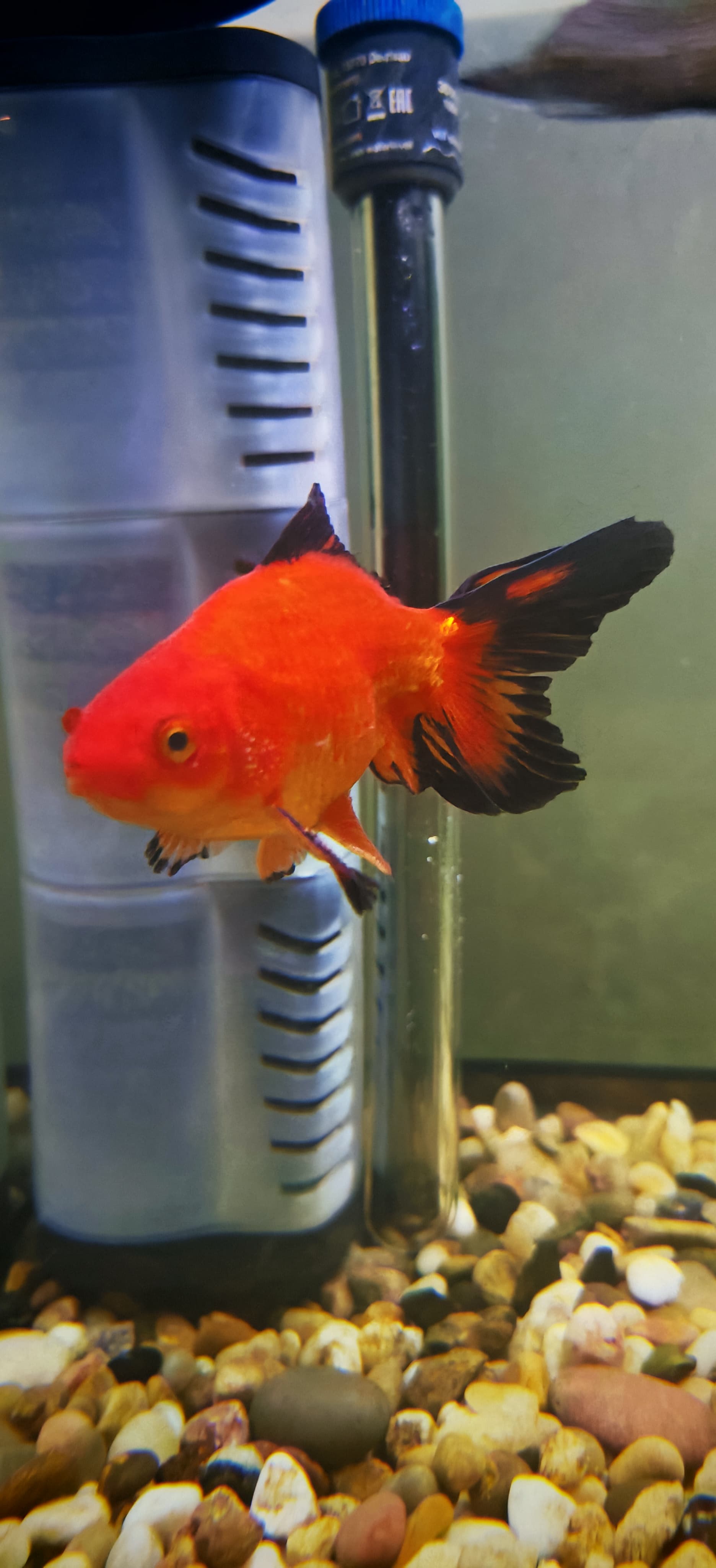 Red and black fantail goldfish for sale - Image 1