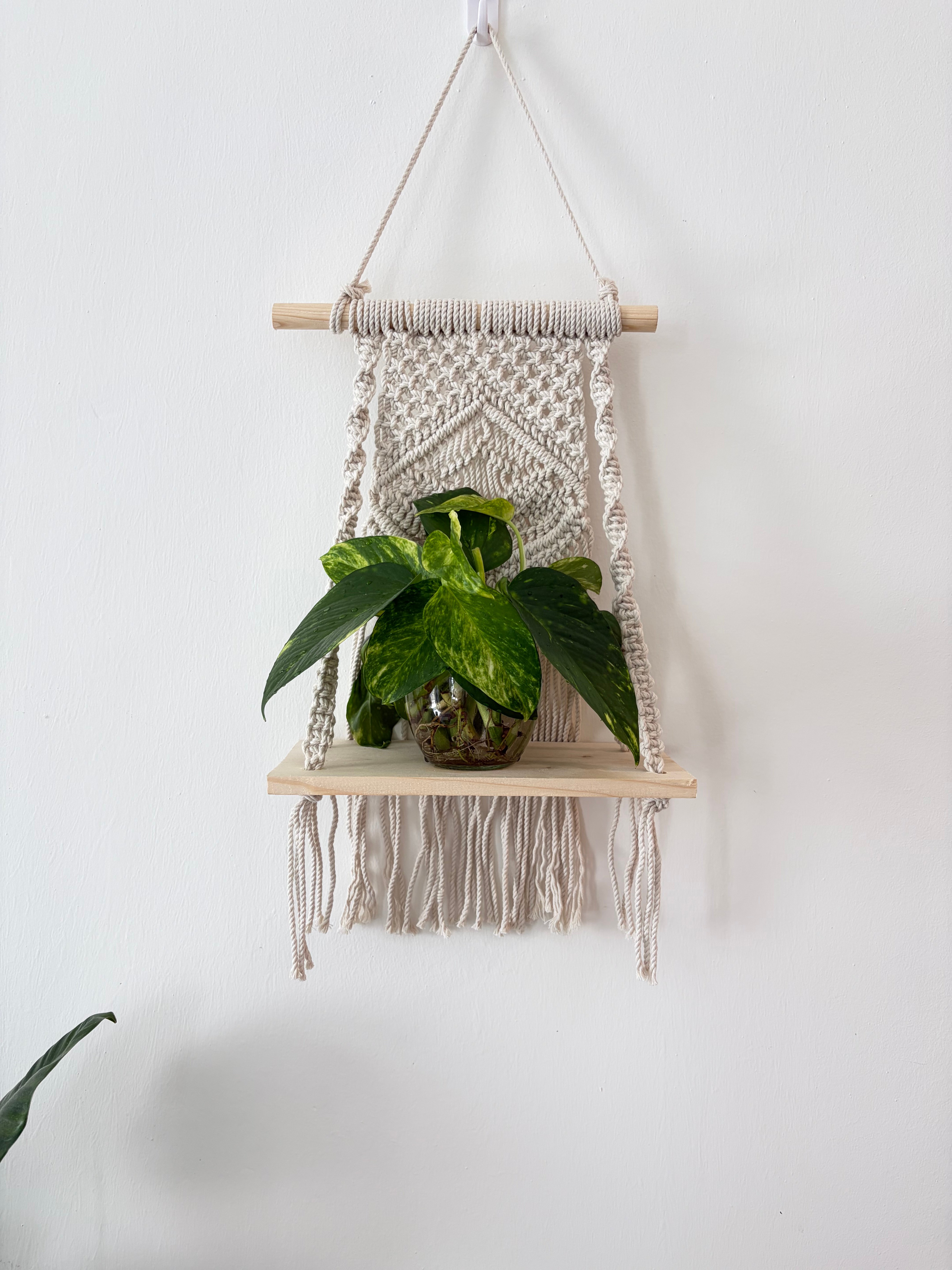 Pothos in water with hanging decor - Image 1