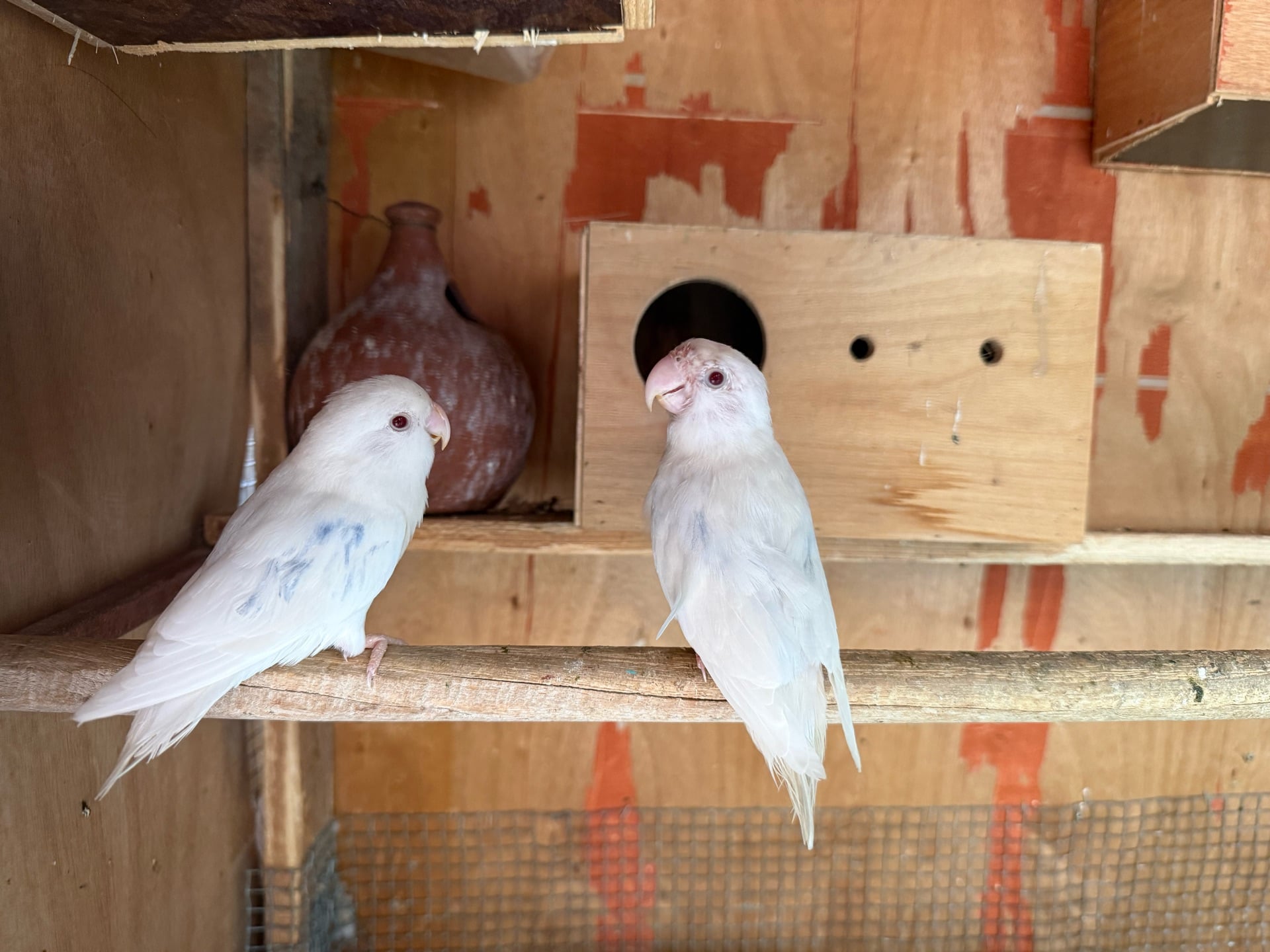 Lovebird - Image 4
