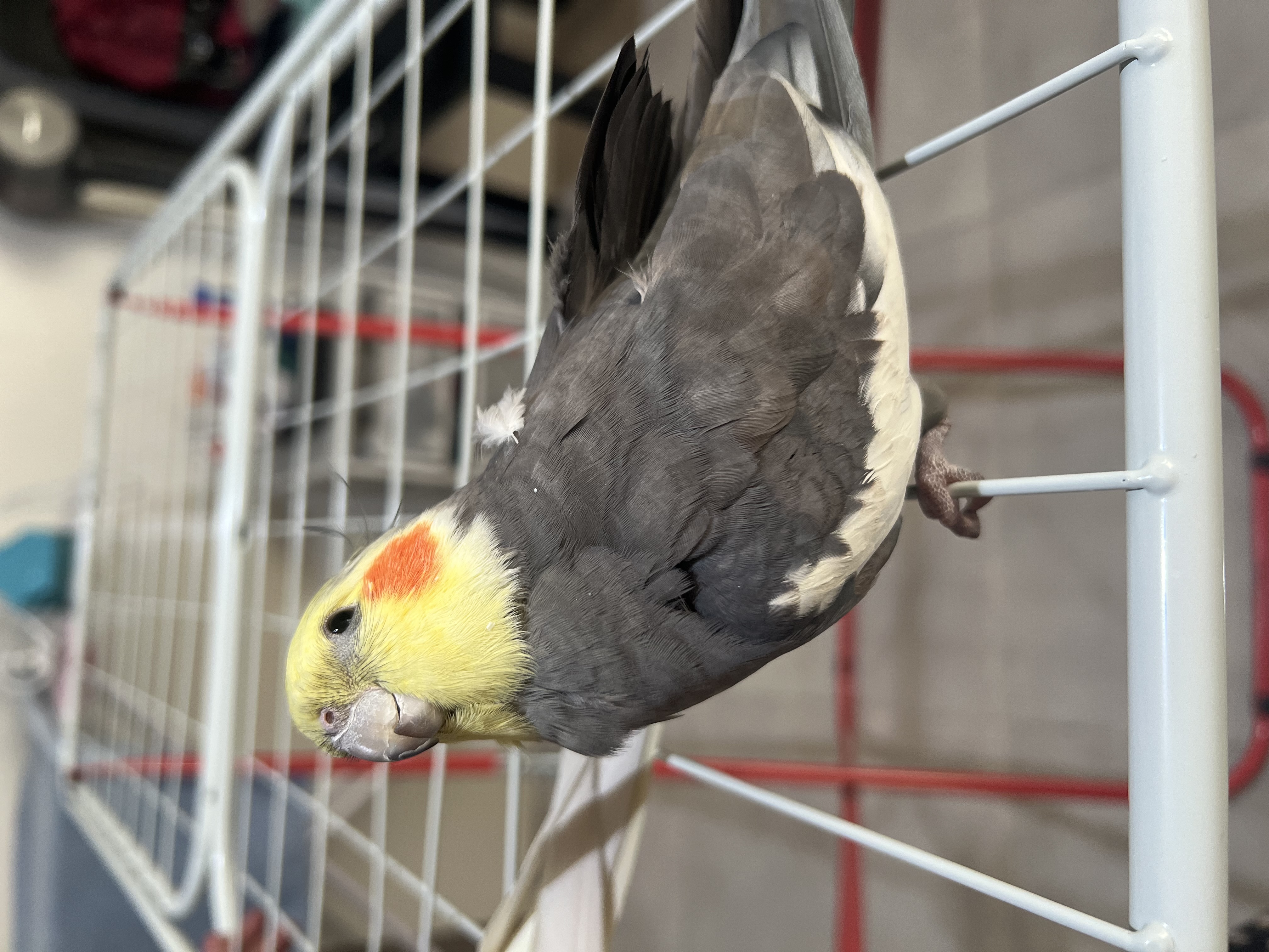 Highly trained and Tamed Cockatiels - Image 6
