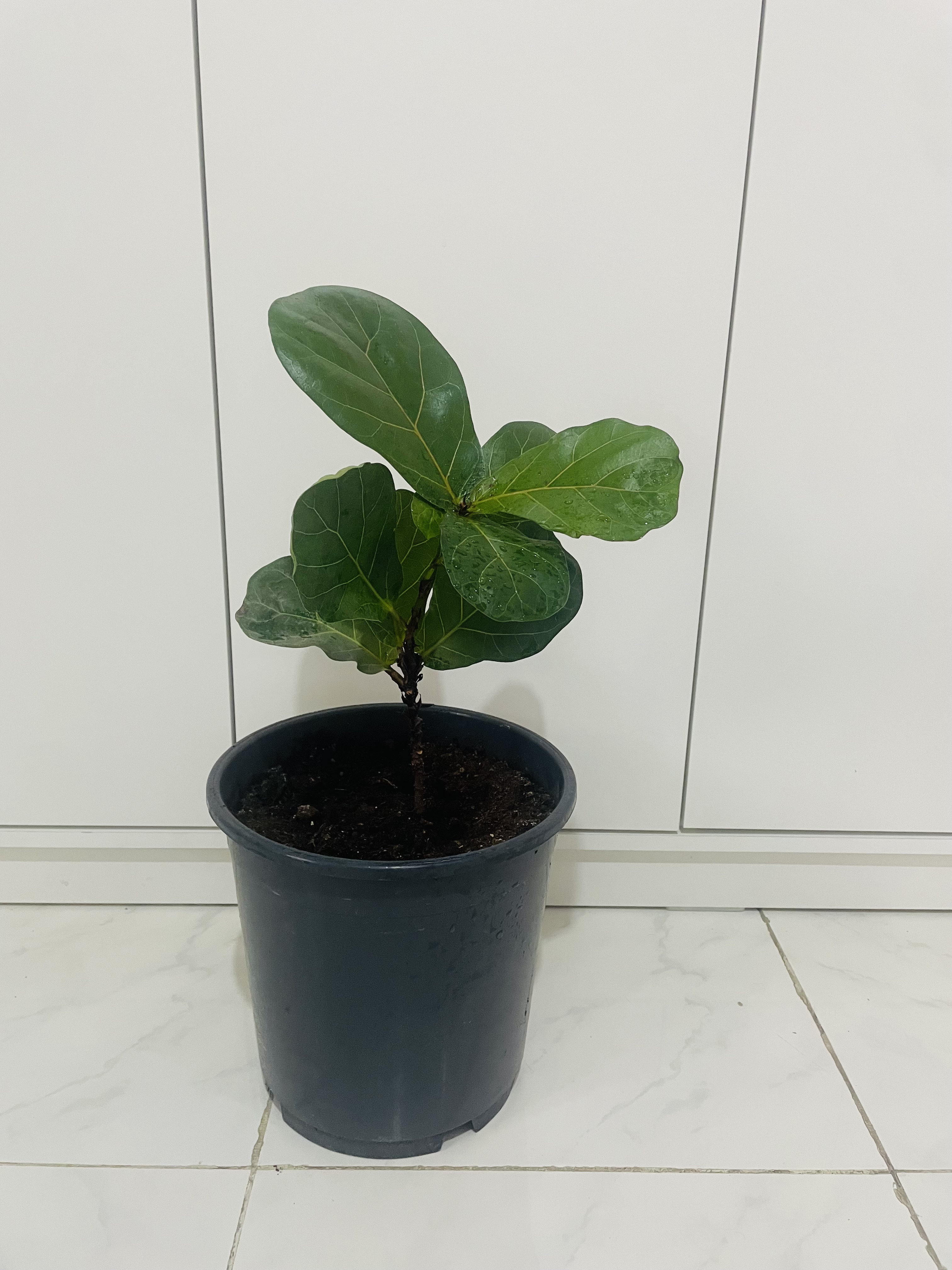 Indoor plants - Image 5