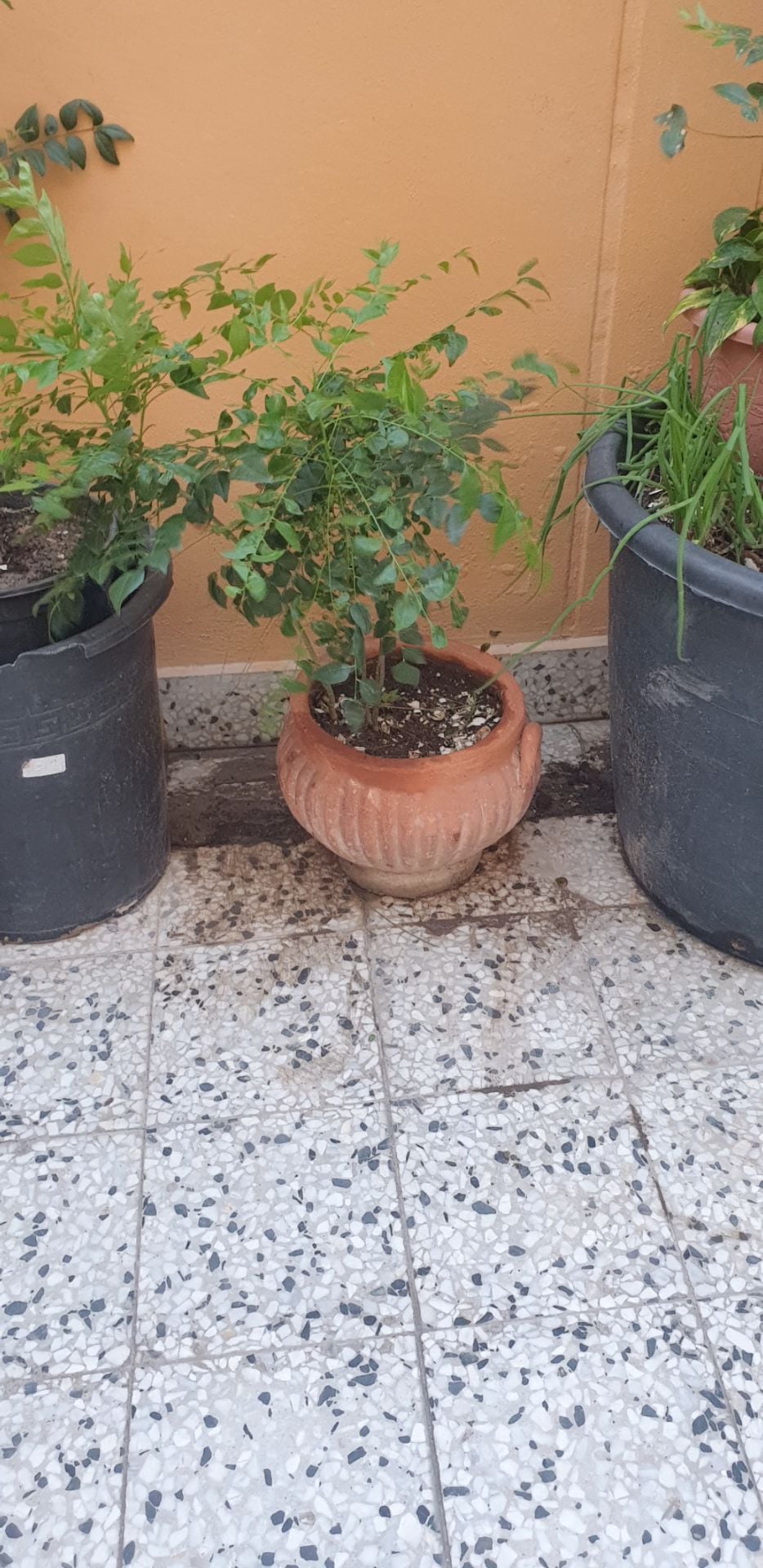 Curry leaves  - Image 4