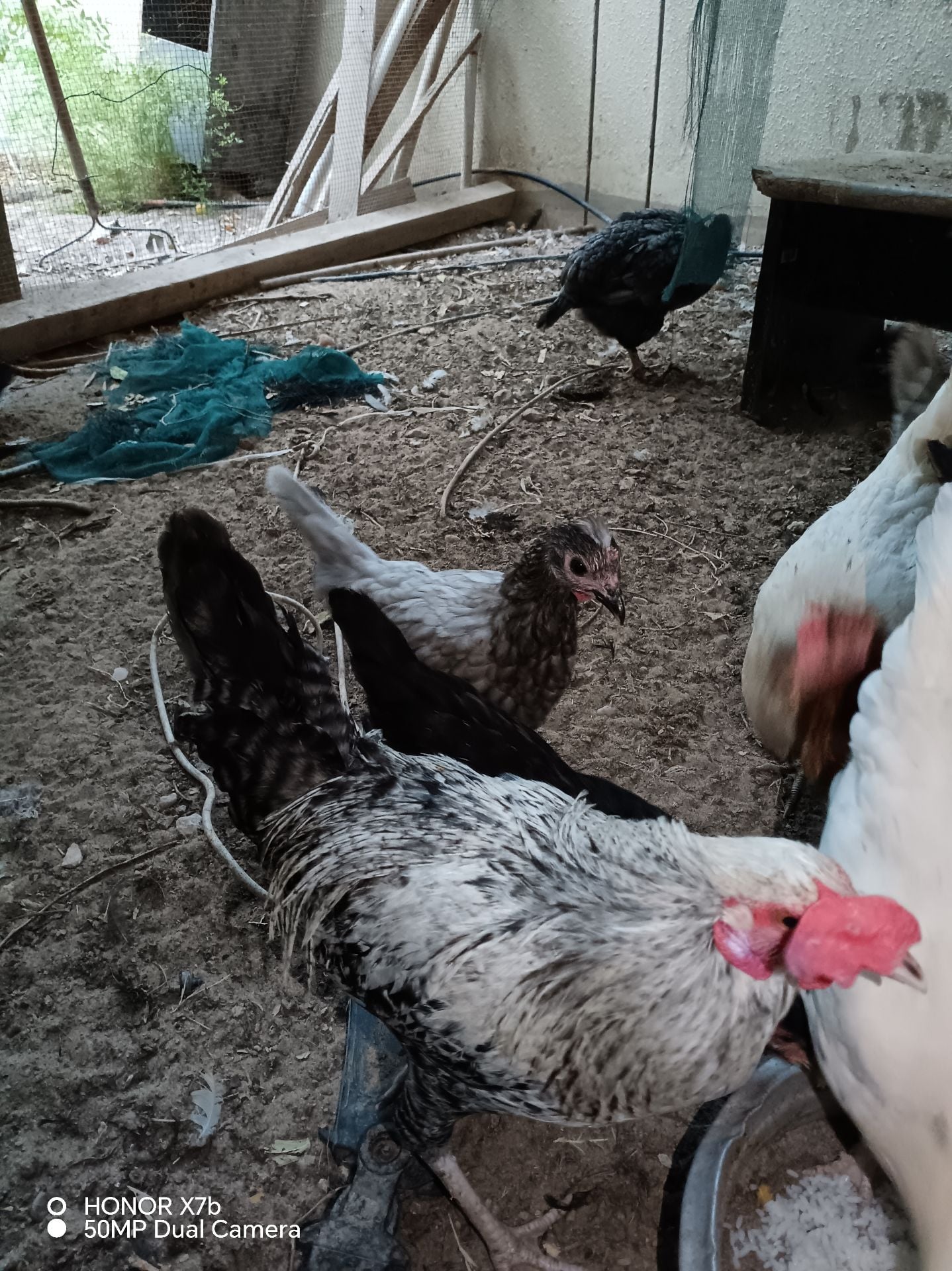 Desi egg laying  - Image 2
