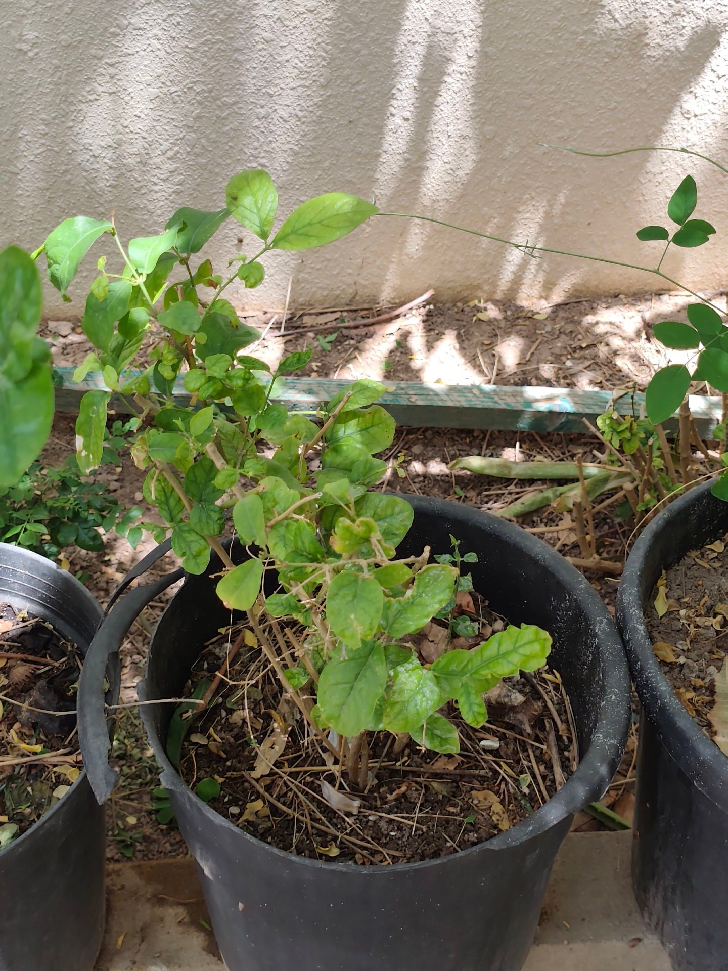 Jasmine plant ☘️ - Image 1