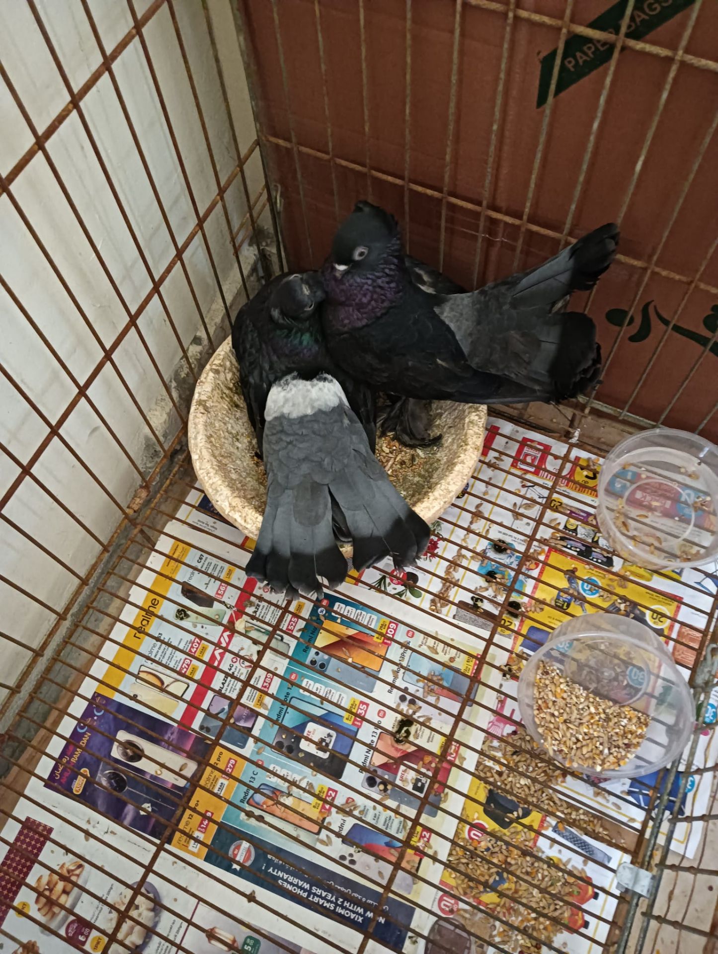 2 beatiful pegions with 2 eggs and 2 packets of its food - Image 2