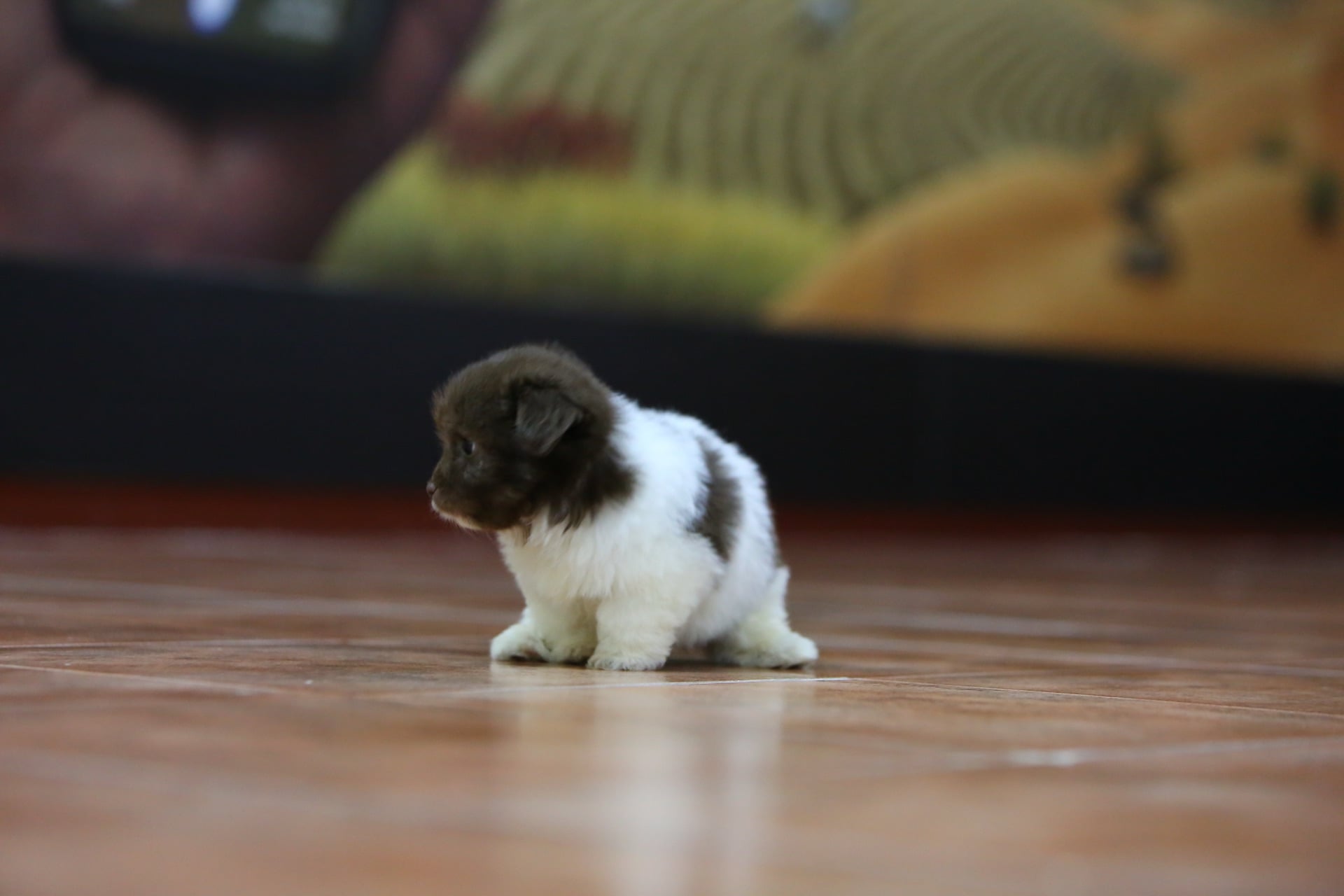 Maltese 2 months old  - Image 4