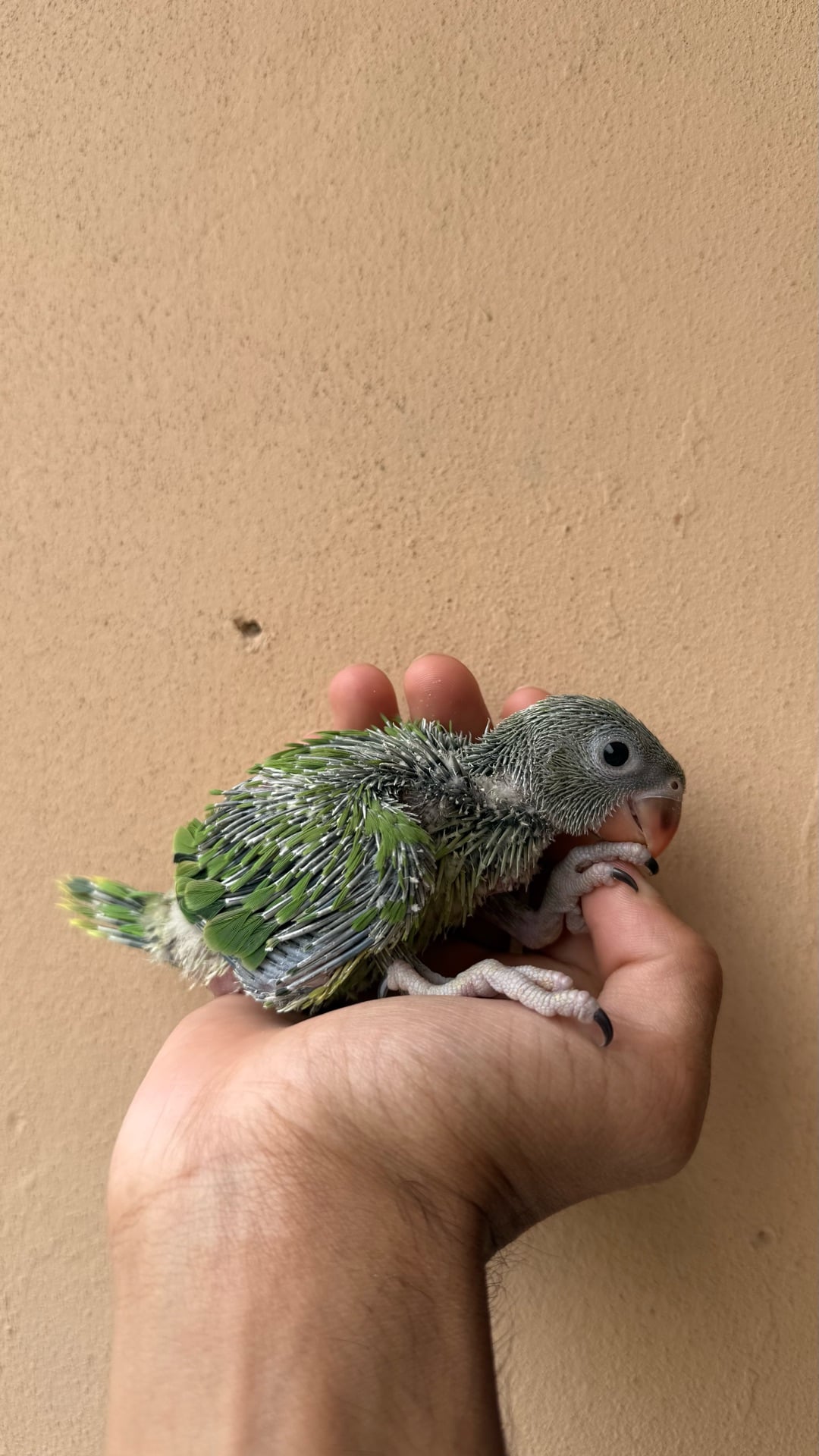 Indian Ringneck chick - Image 3