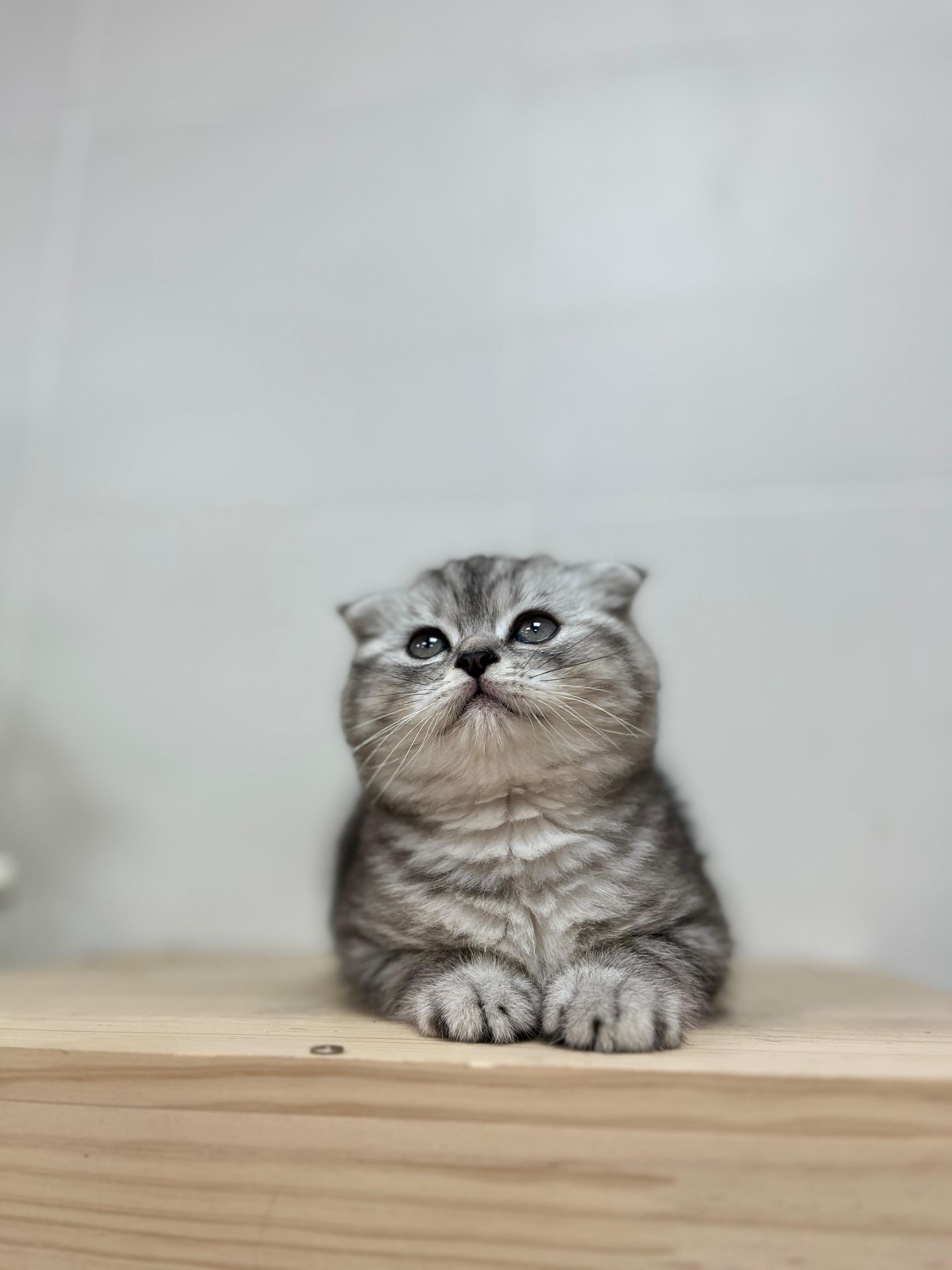 Scottish Fold Kitten  - Image 4