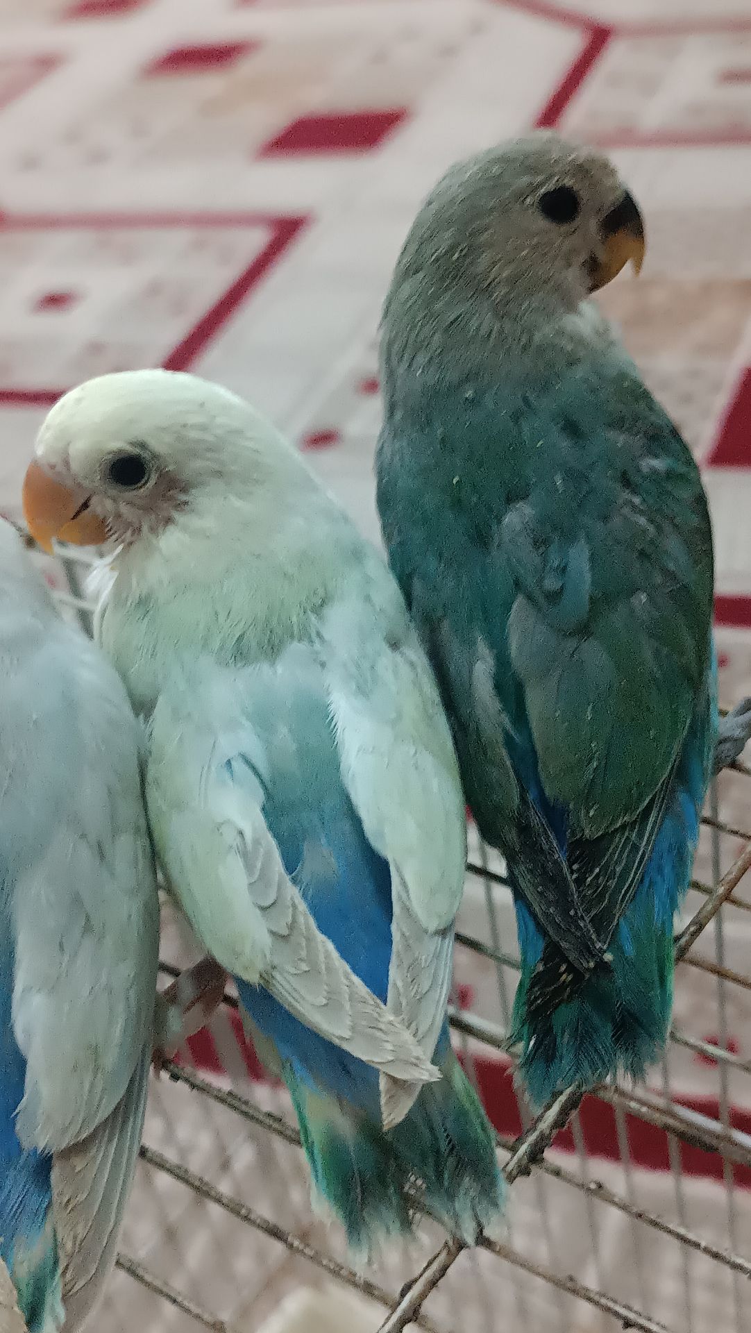love bird baby for sale  - Image 2
