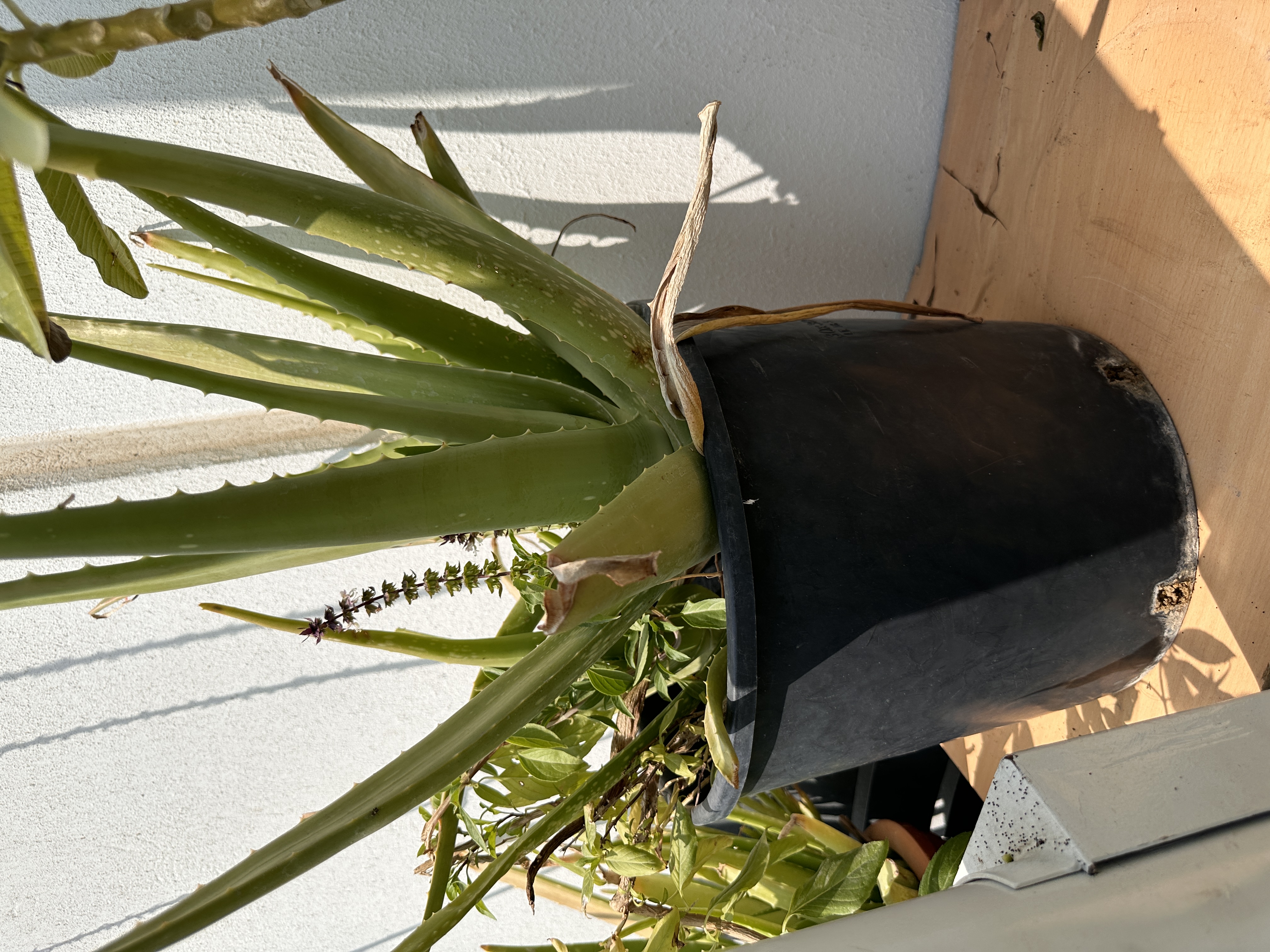 Plants for sale low price  - Image 6