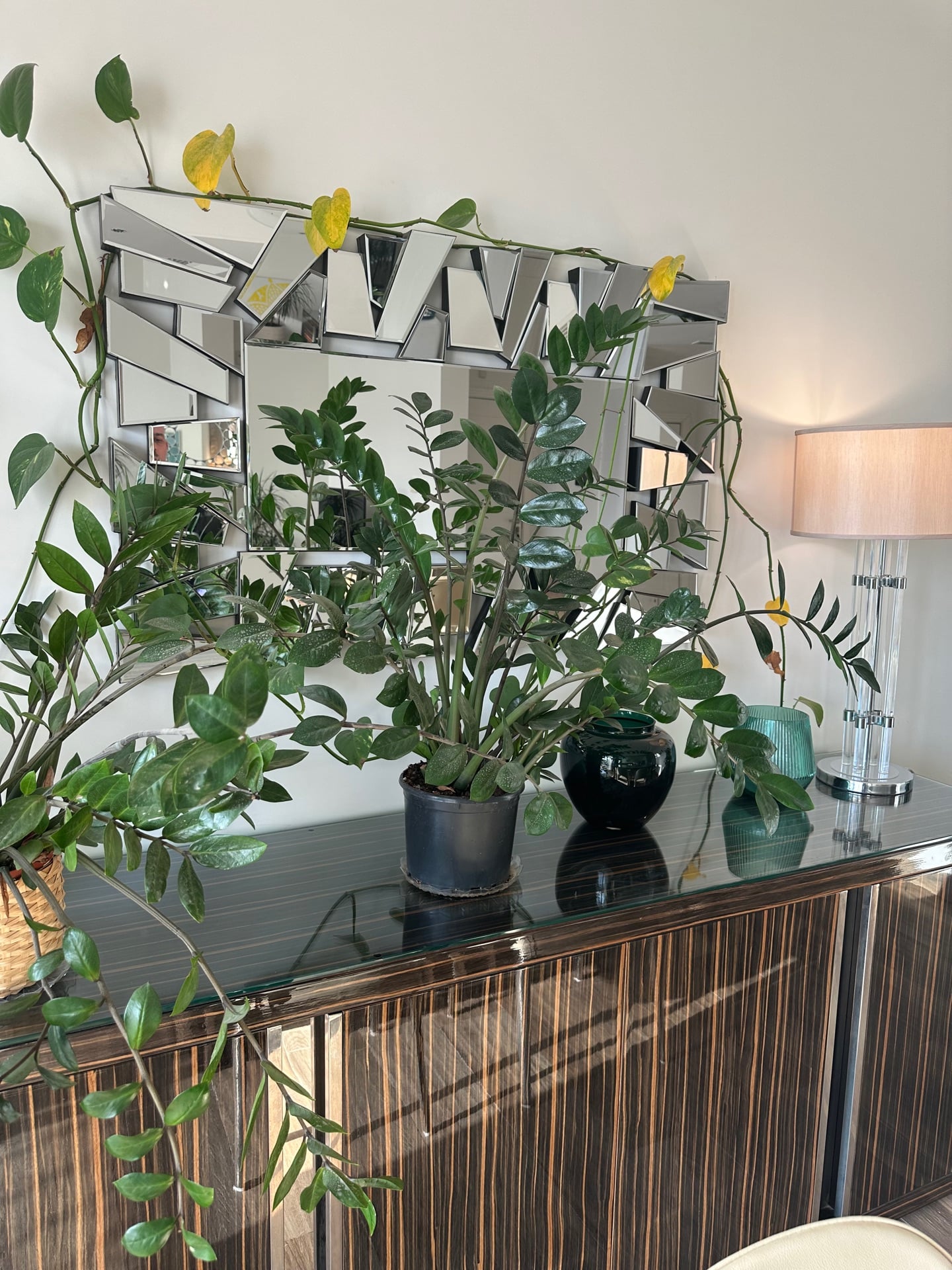 Zamia plant and corn plant/tree - Image 1