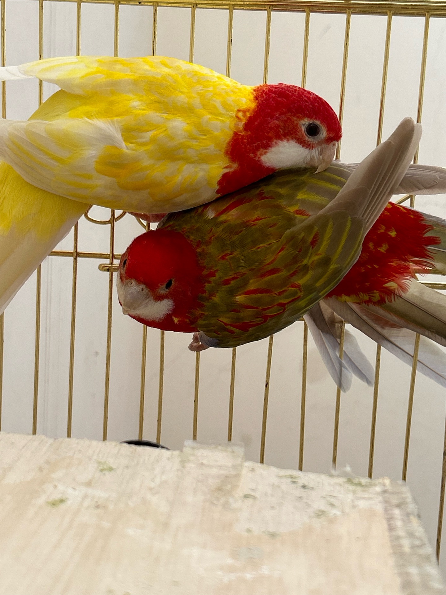 Rosella bird  - Image 3