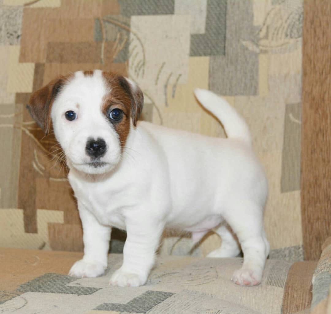 Jack Russell puppy - Image 1