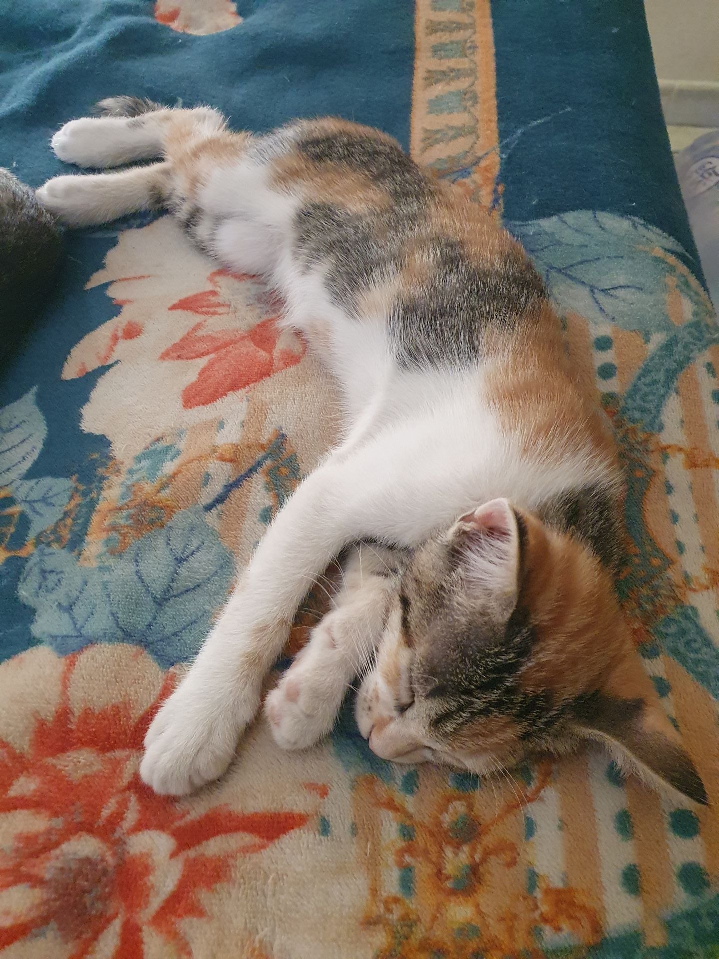 2.5 month's old kittens for adoption  - Image 6
