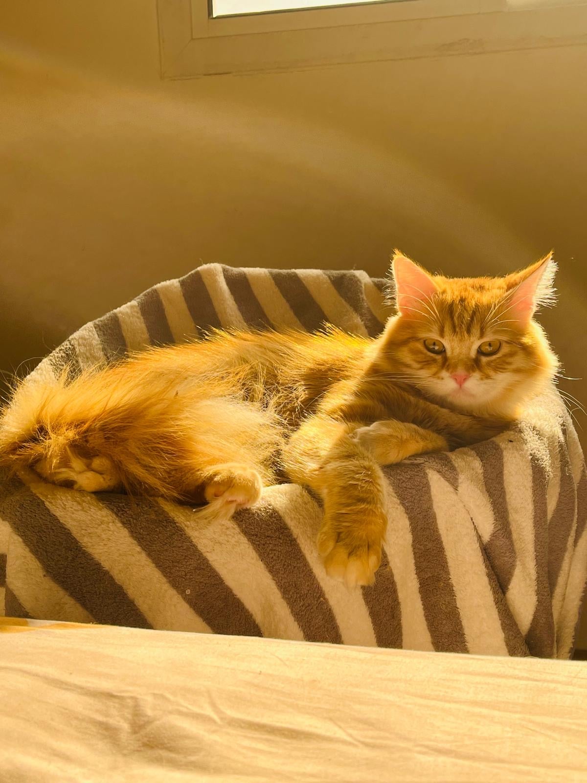 Vaccinated Half-Persian Cats for Free Adoption - Image 1