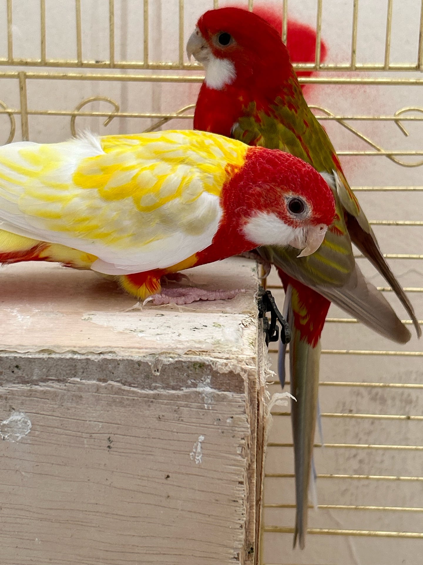 Rosella bird  - Image 4