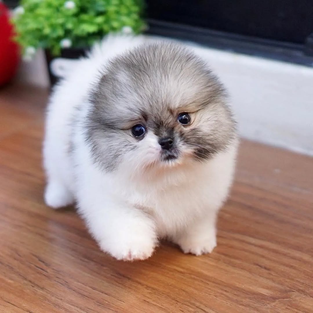 Amazing Pomeranian puppies ready for new home. - Image 3