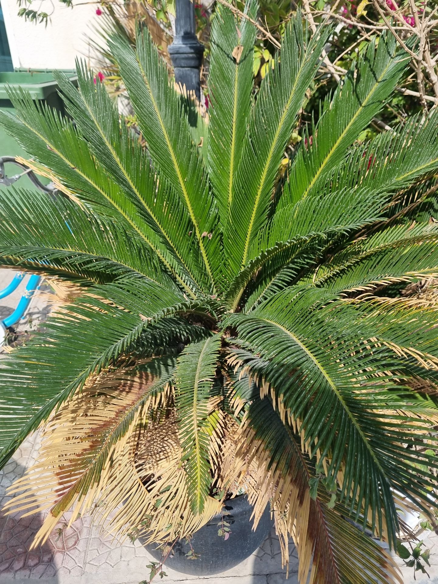 Huge palm trees  - Image 2