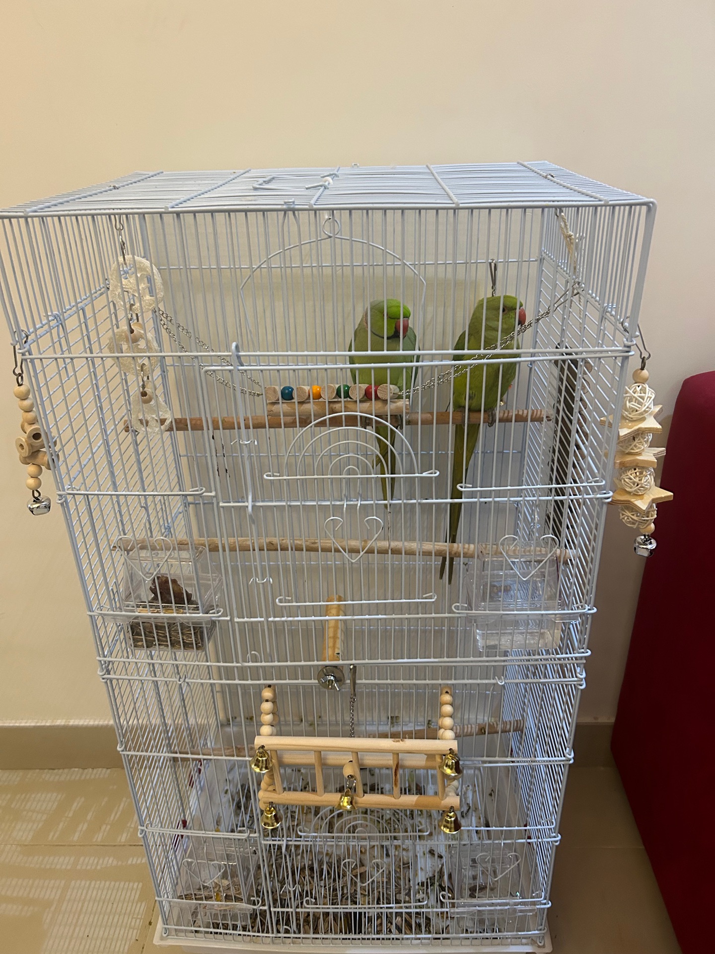 Ringneck and lovebirds بغباء درة وطيور الحب - Image 2