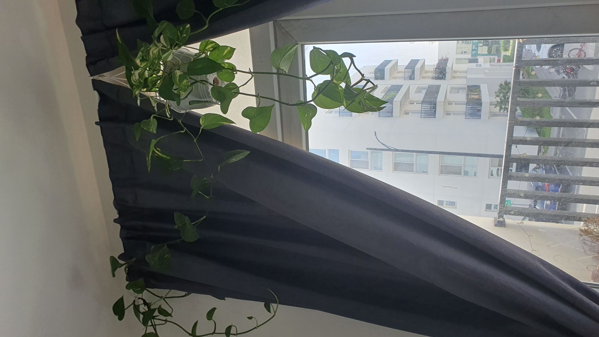 Pothos for 45qar - Image 3