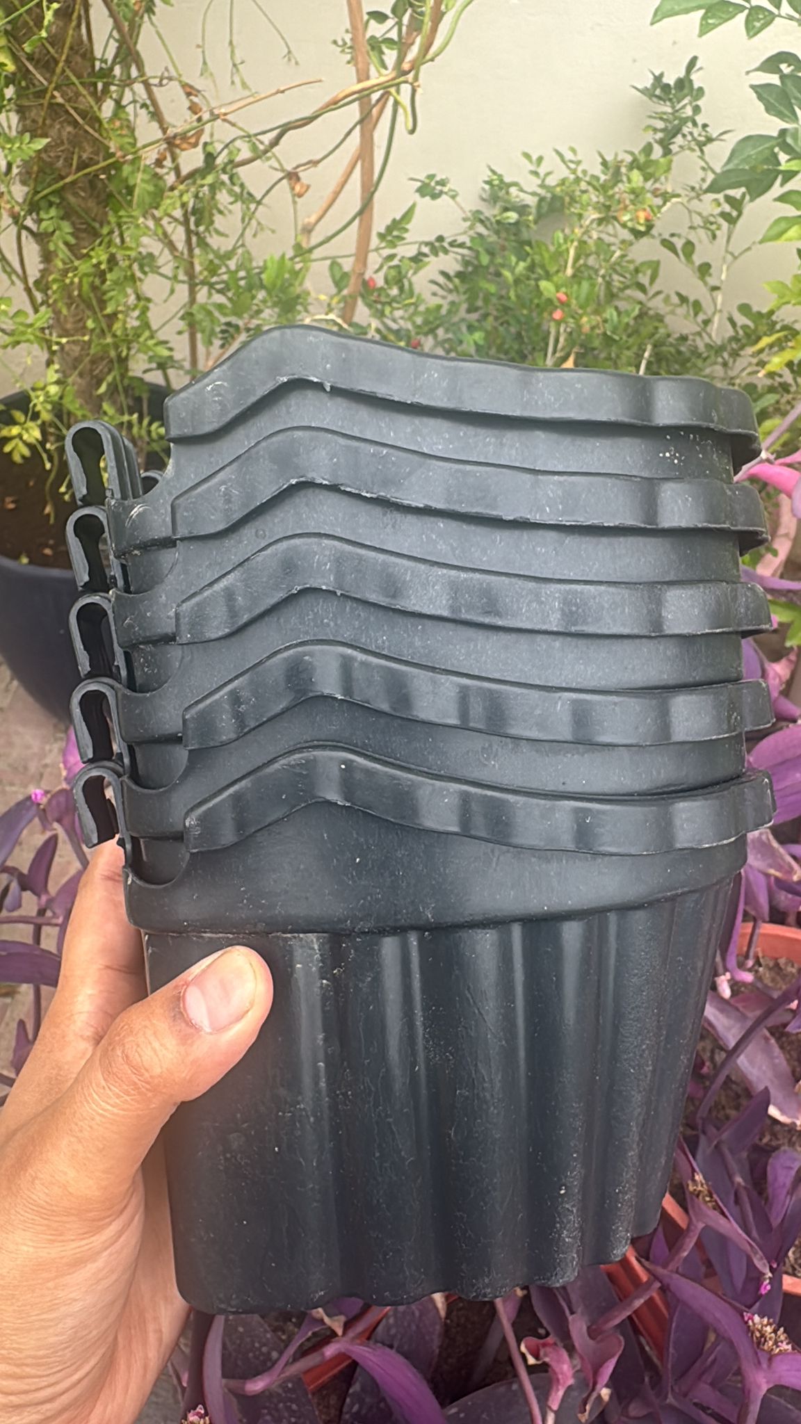 Purple heart plants and planters for sale! - Image 2