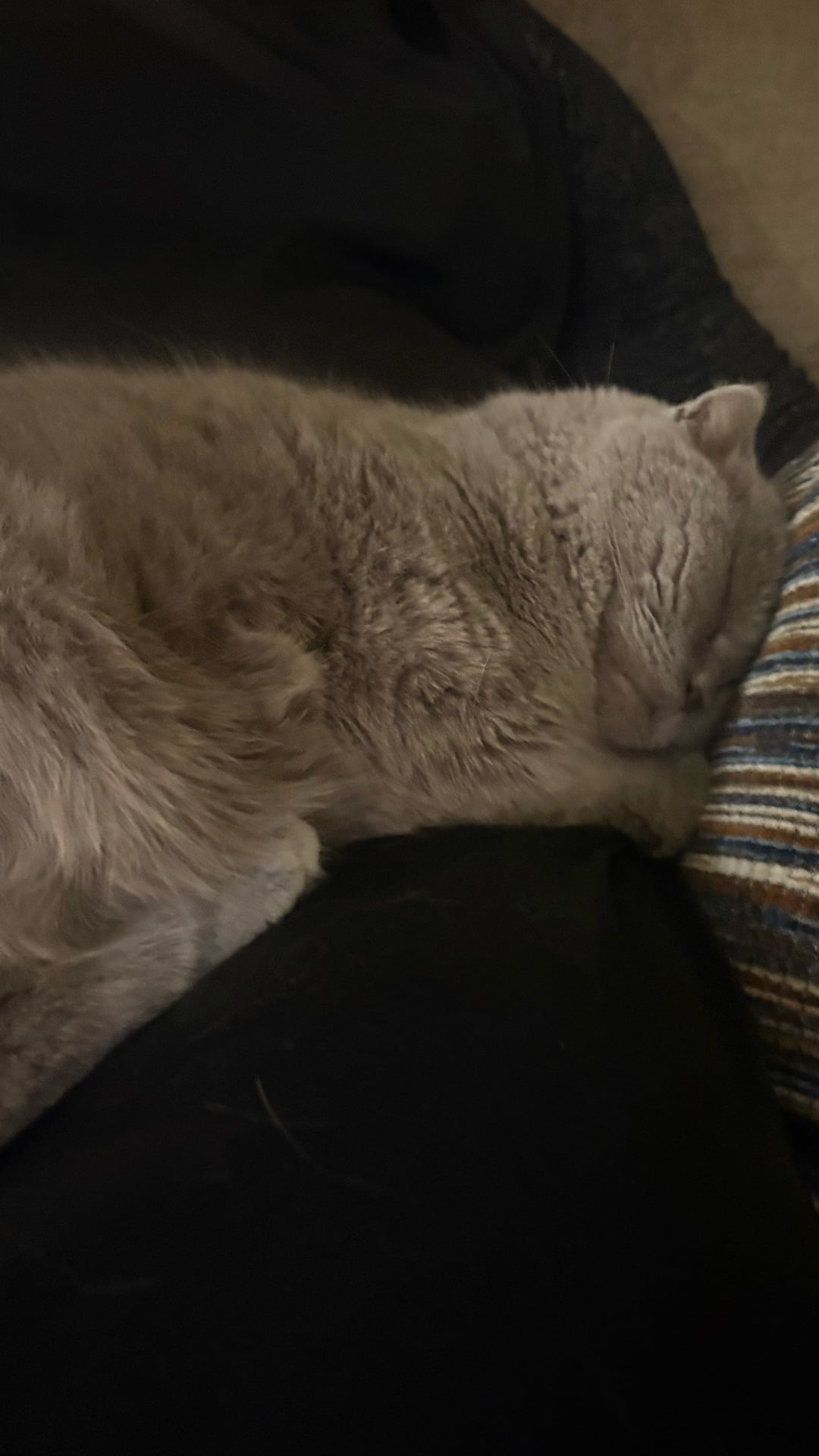 Two Scottish fold cats for adoption - Image 1