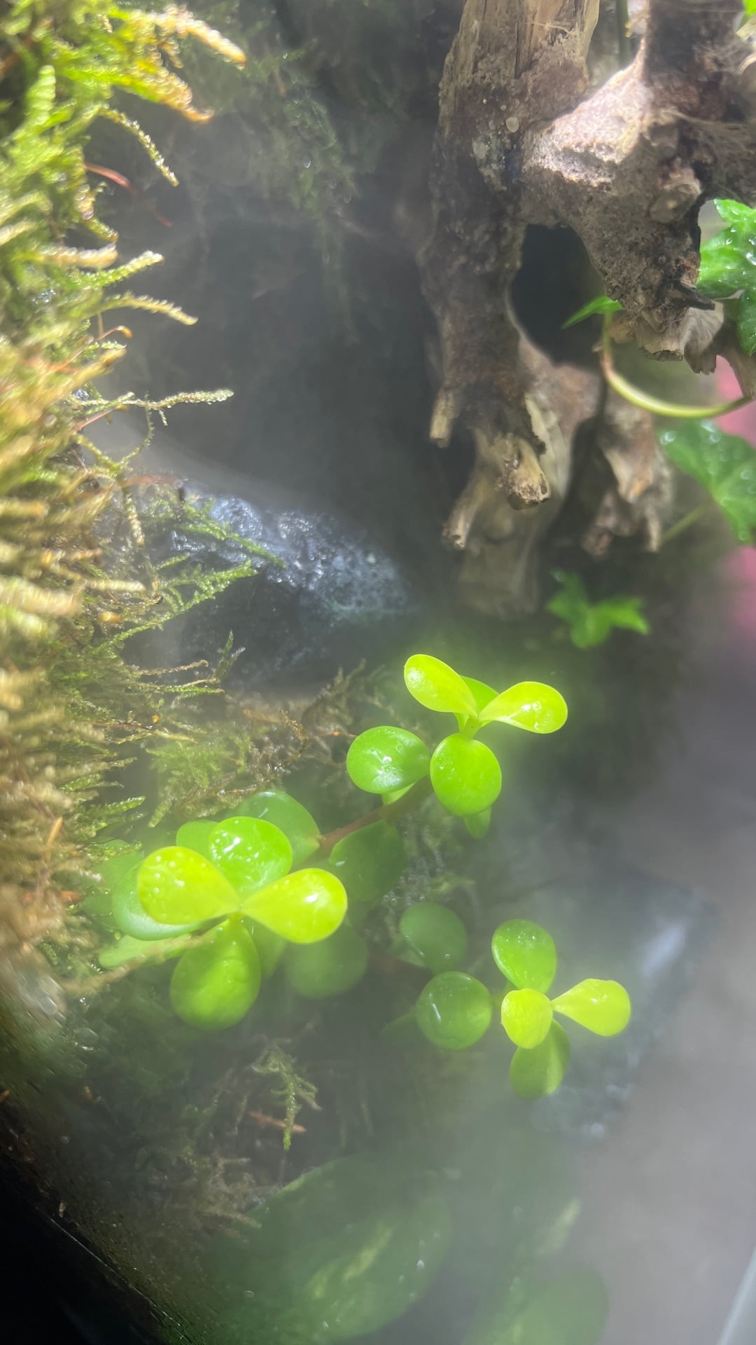  paludarium/terrarium for sale  - Image 3
