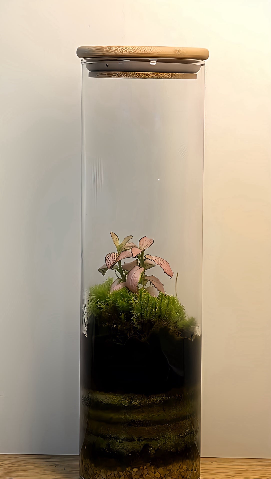 Closed Terrarium - Image 1