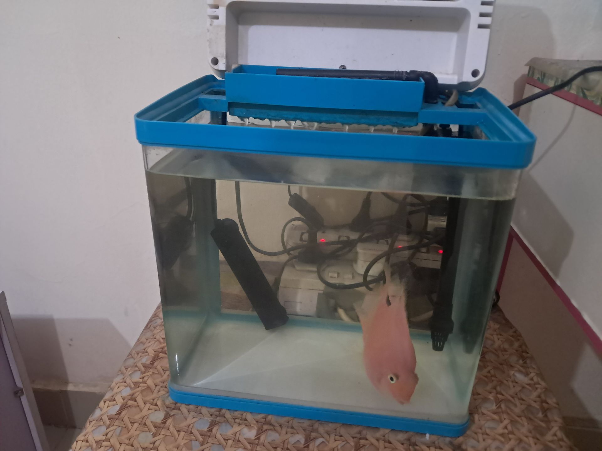Fishes with 2 aquarium  - Image 3
