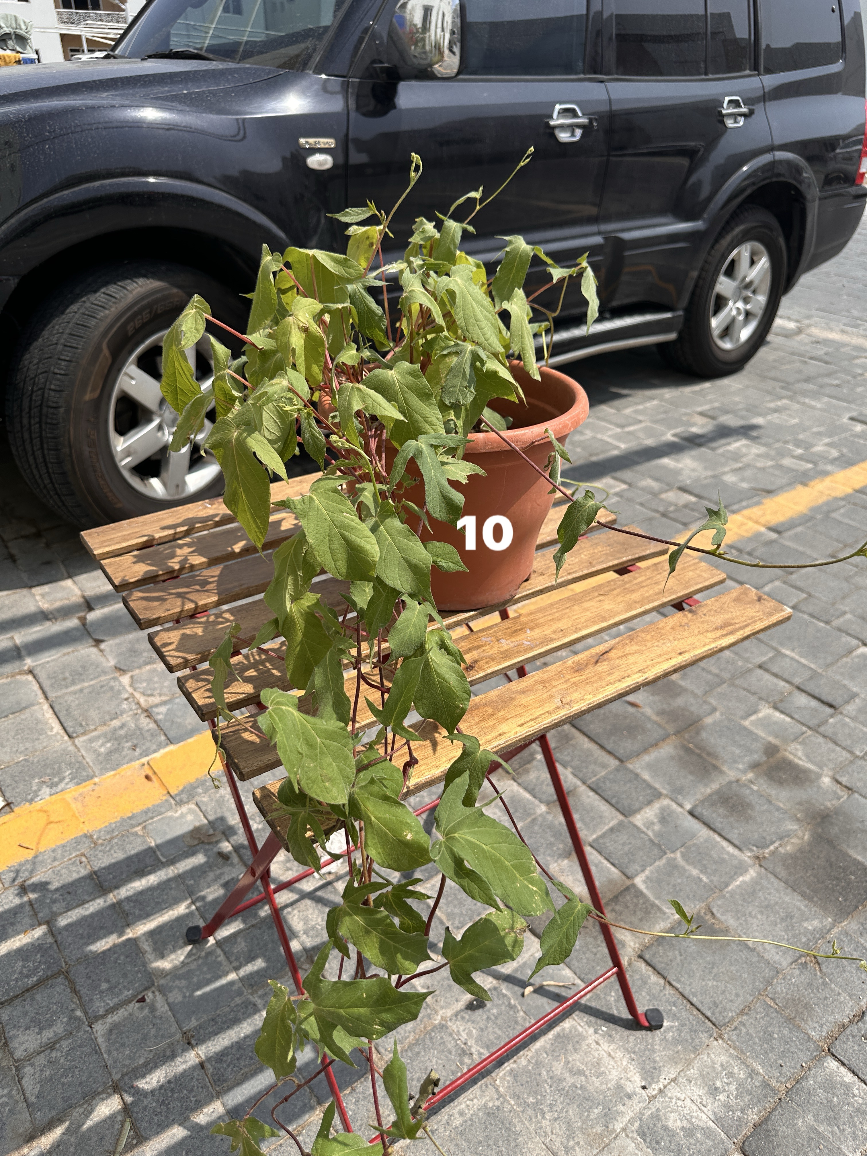 Plants for sale low price  - Image 4