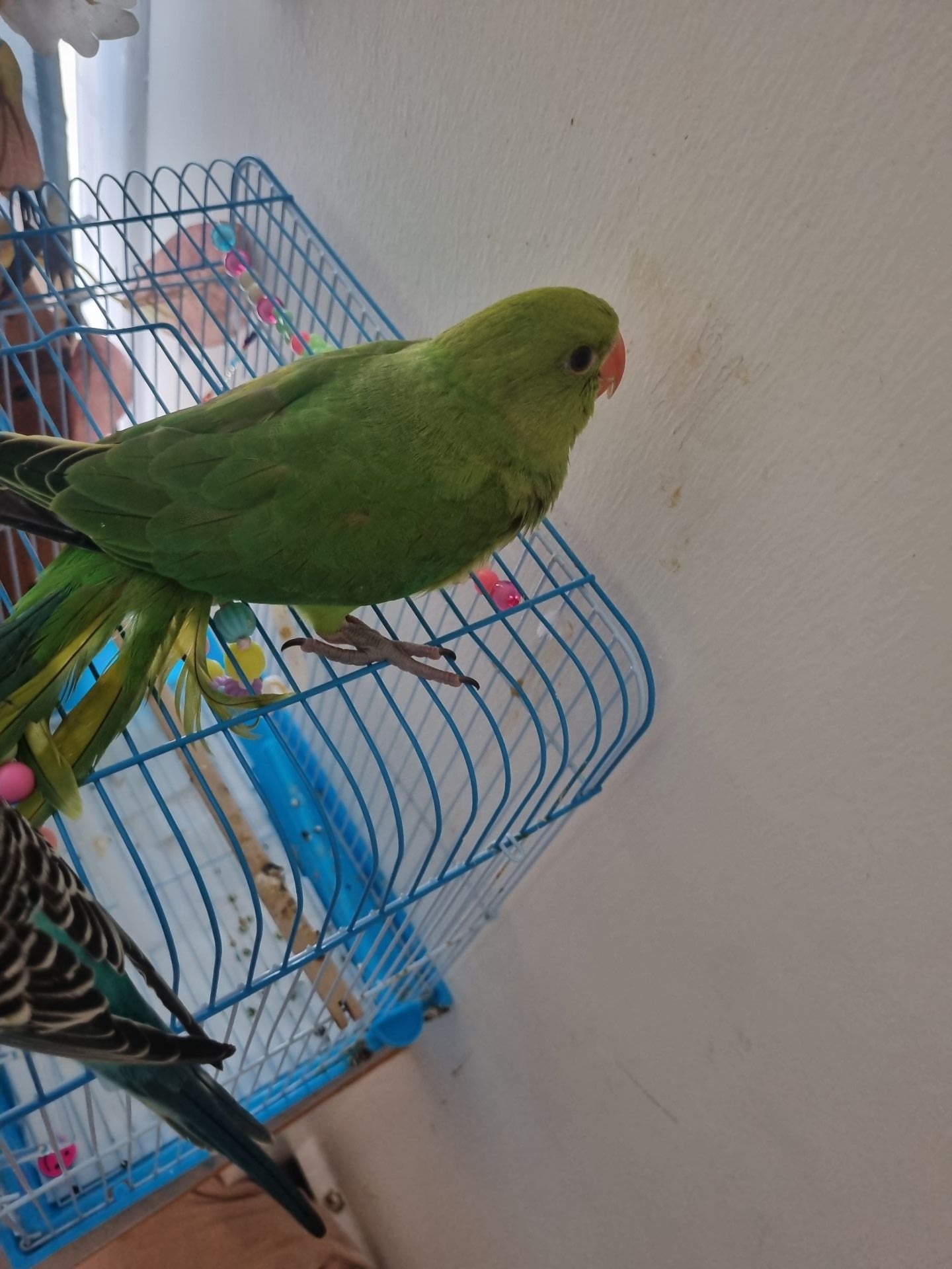 Baby parrot - Image 1
