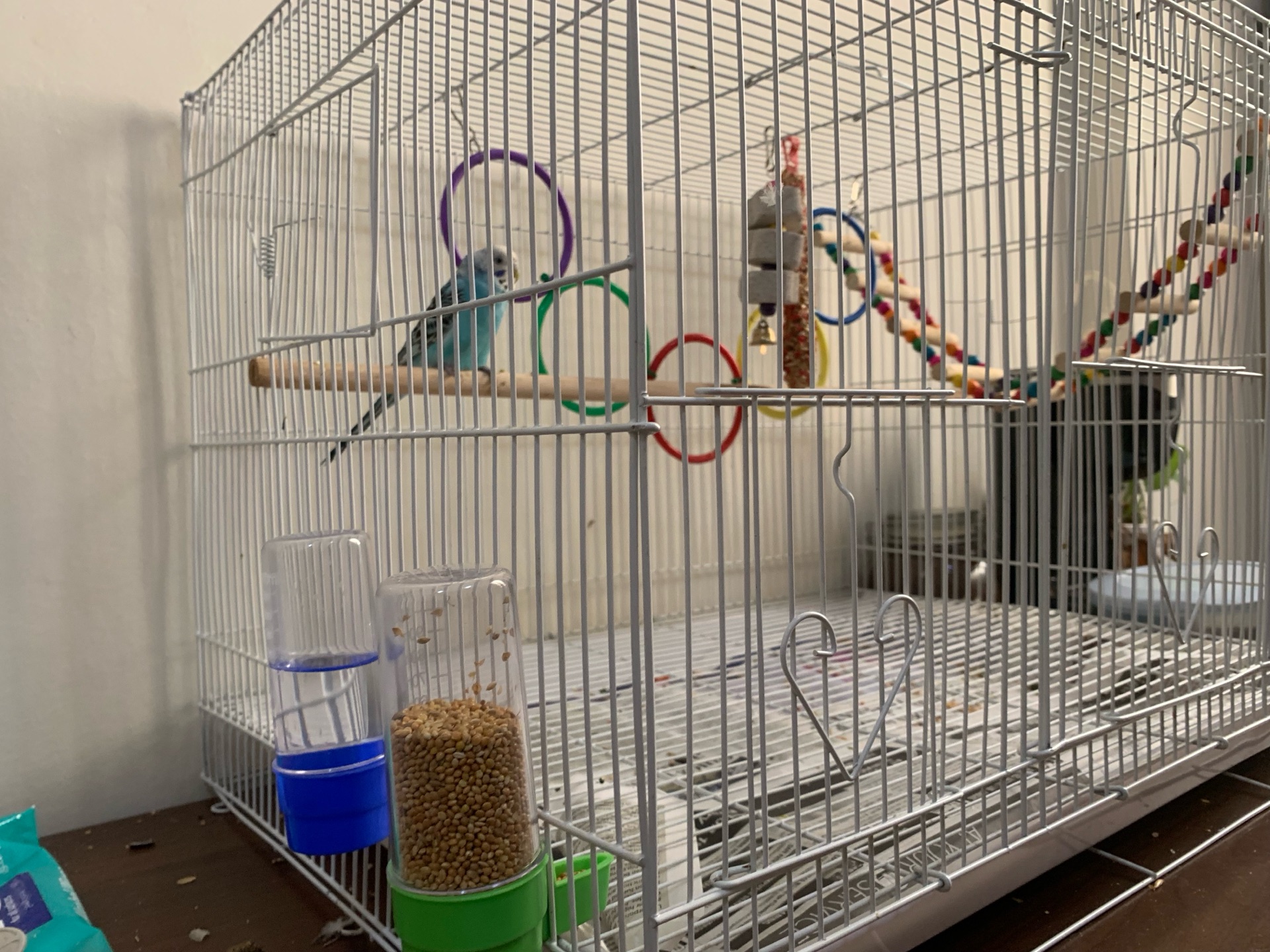 Budgie - 5 Month Old - Image 4
