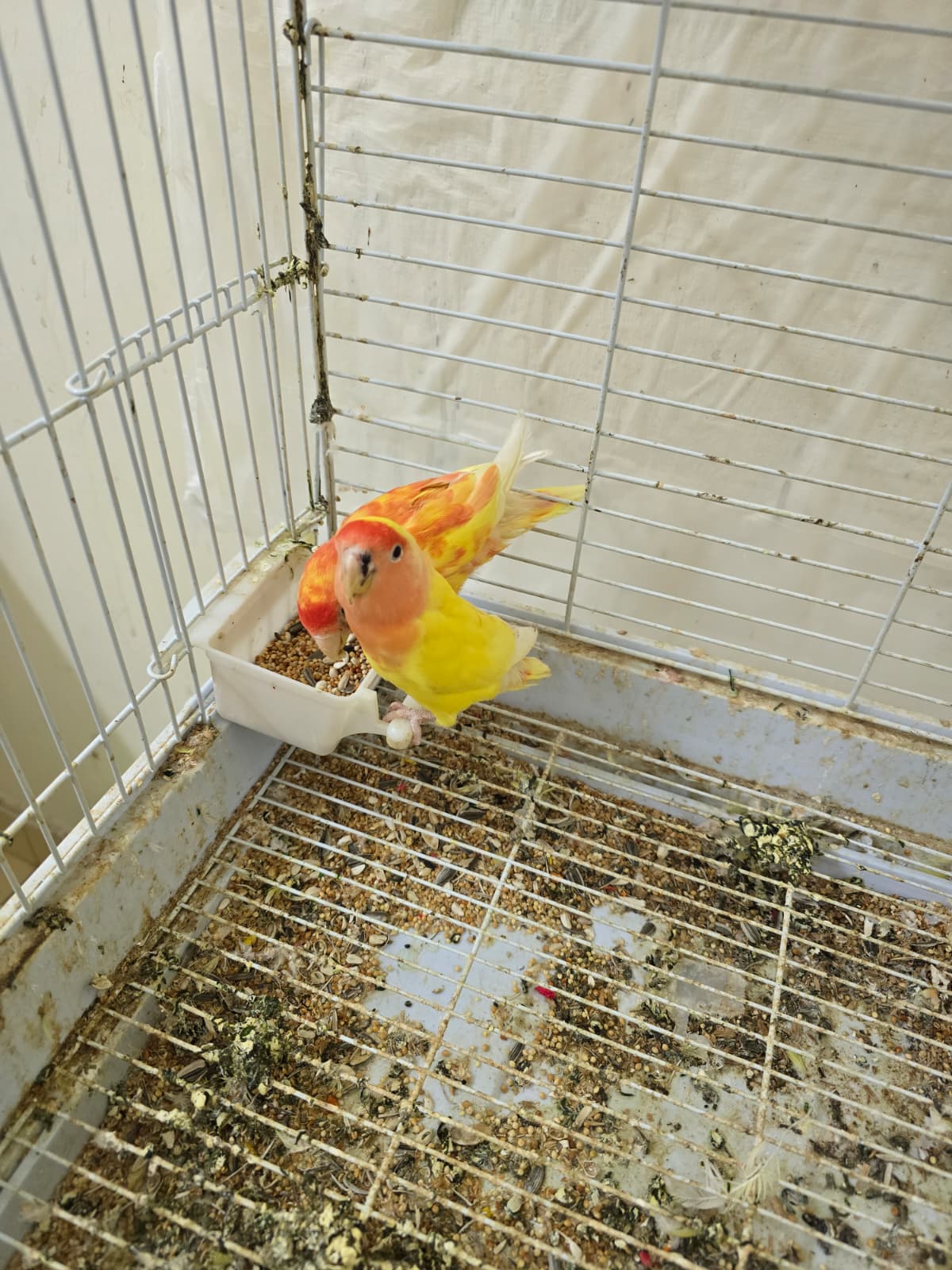 2 African love birds with cage for sale - Image 3