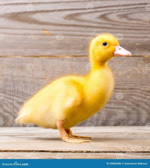 Little ducks - Image 1