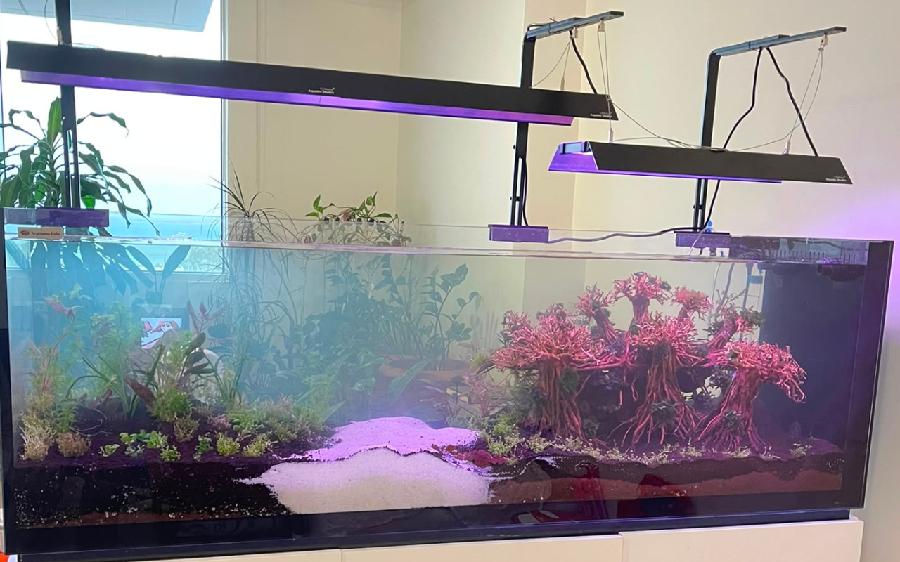 Professional Aquarium Maintenance at Home | From 300 QAR | Qatar - Image 4