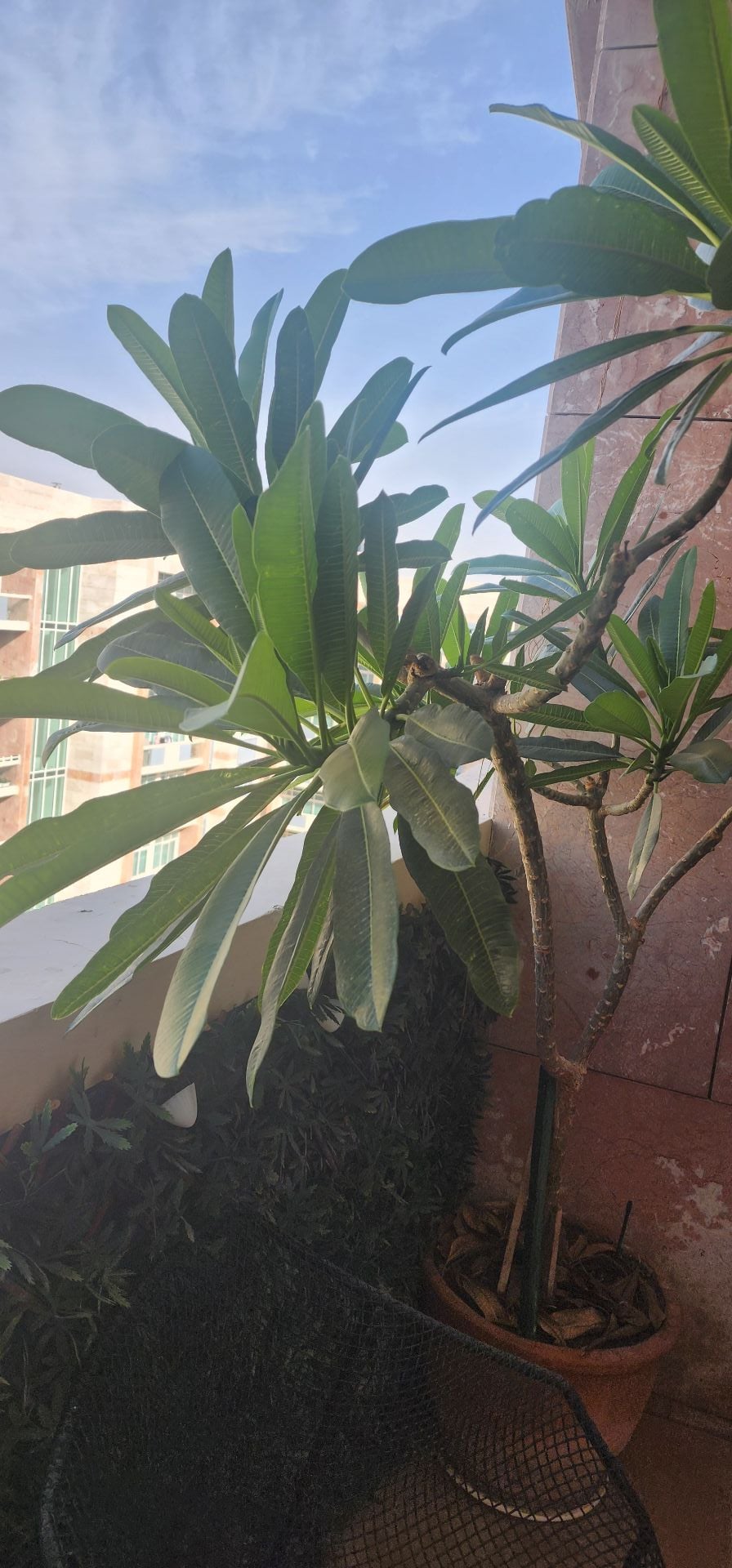Plants  - Image 4