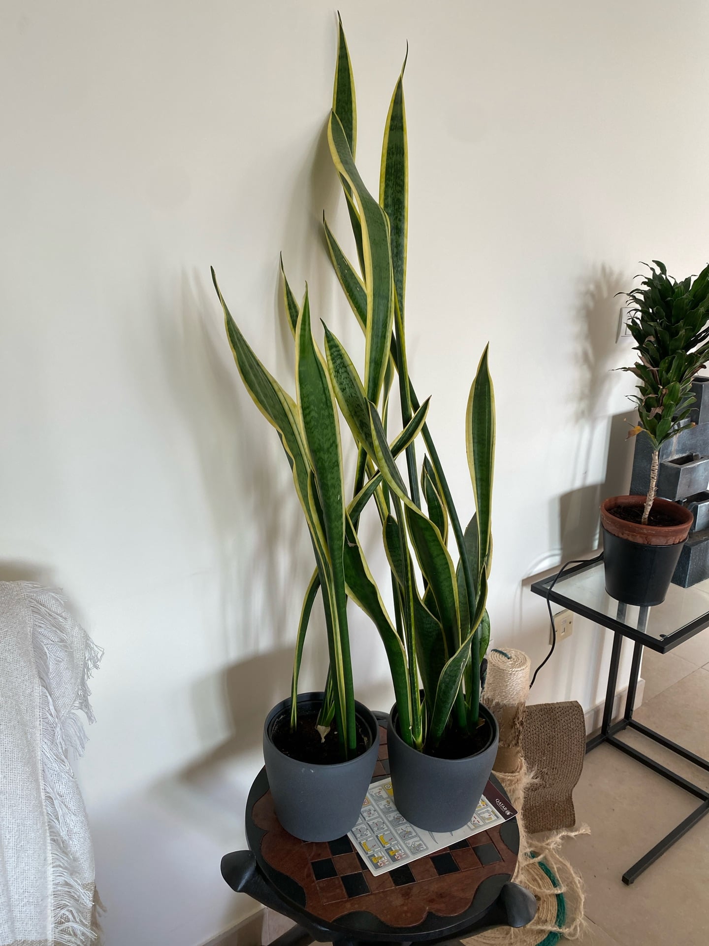 Plants from 50 riyals to 150 riyals - Image 2