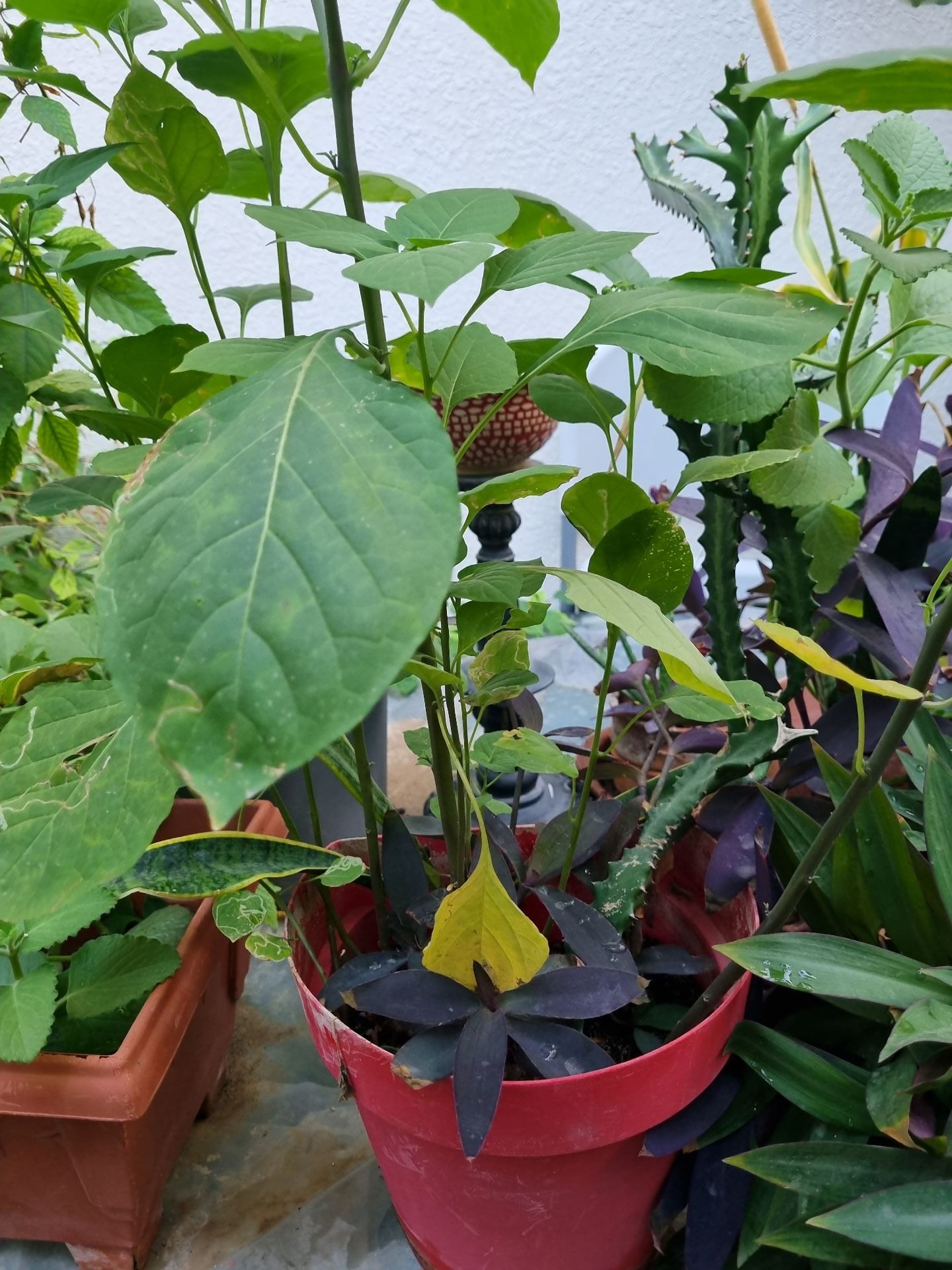 Big pots with flourishing plants - Image 2