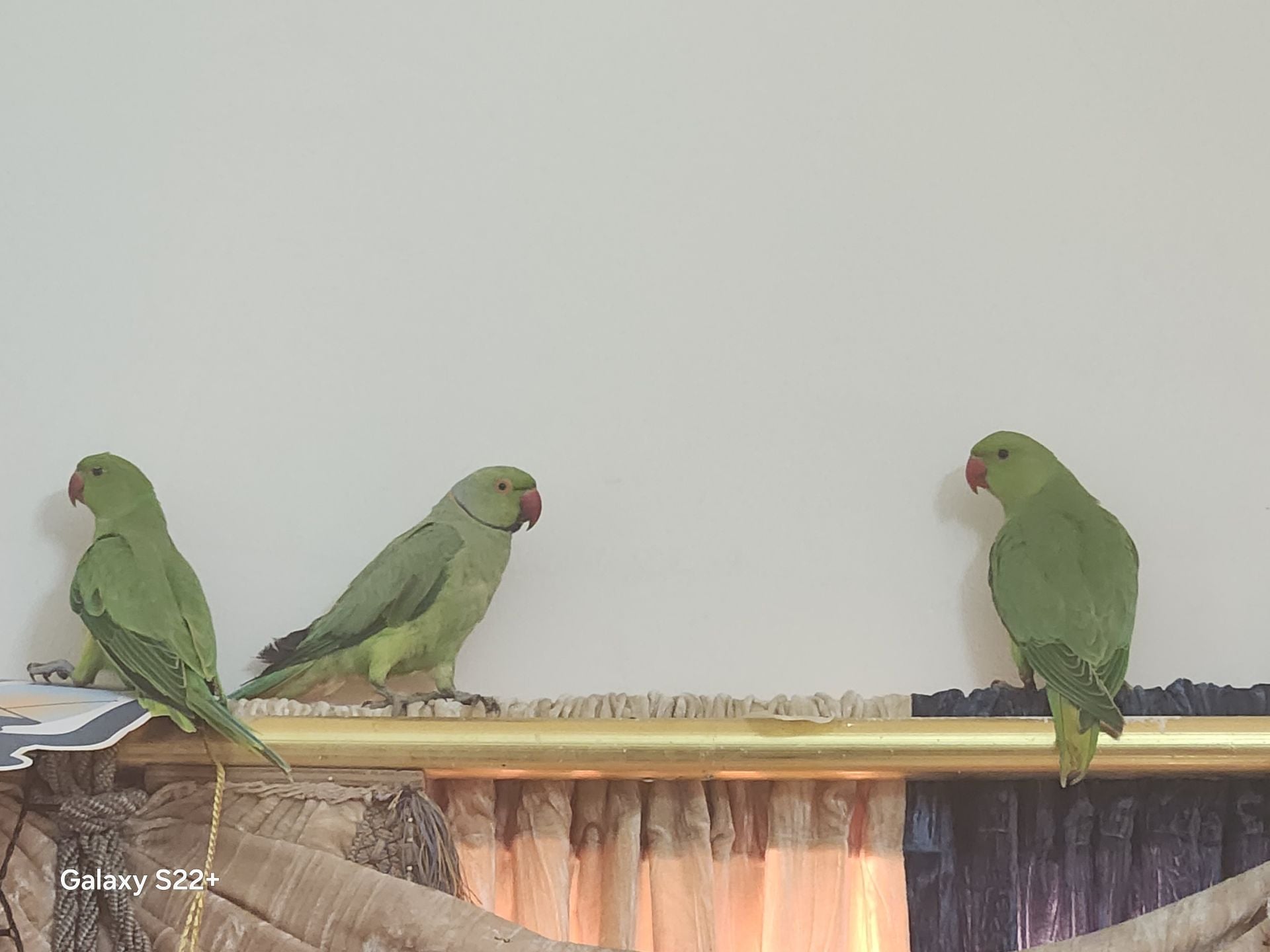 Parrot 02 - Image 3