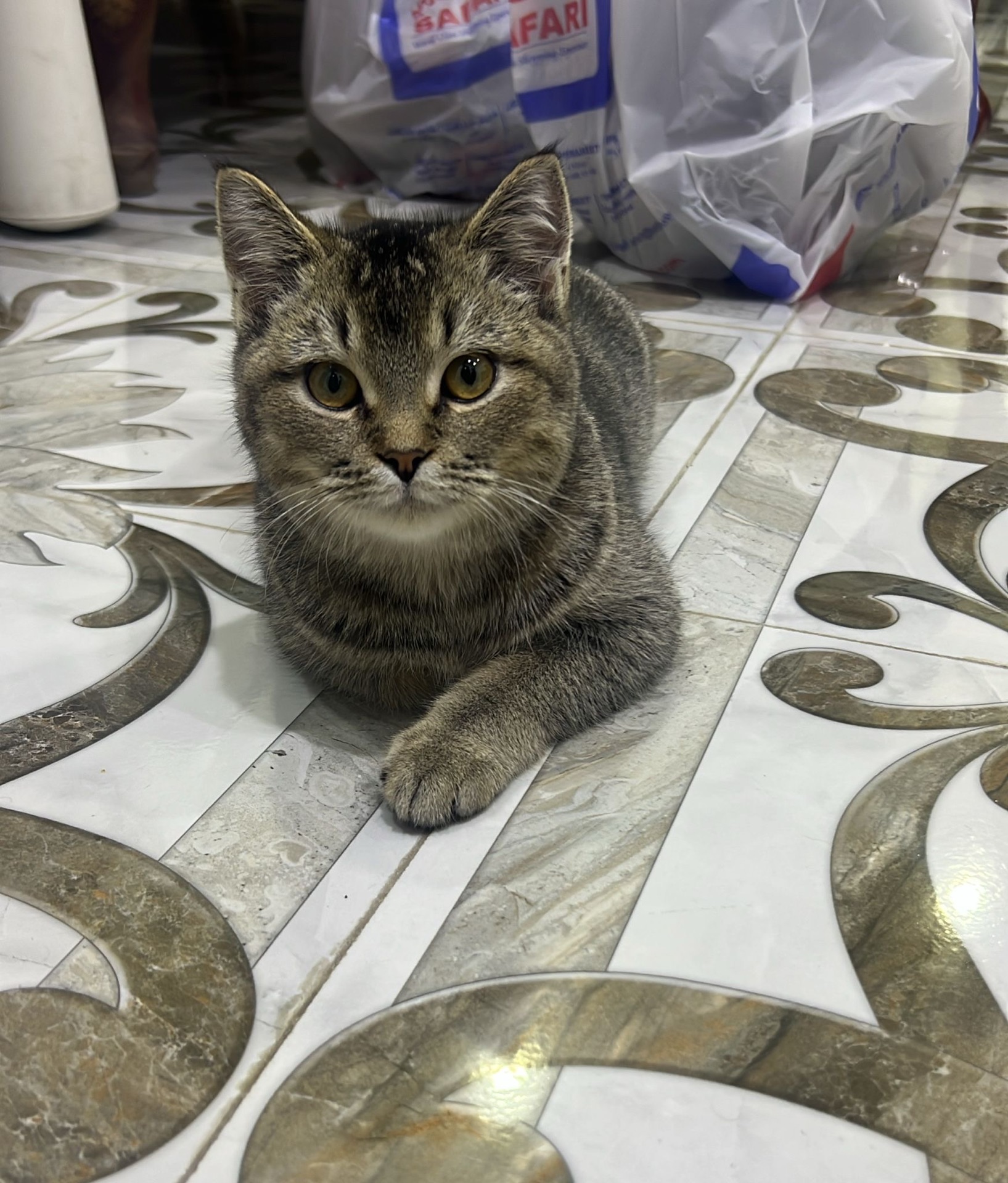 CAT FOR ADOPTION - Image 1