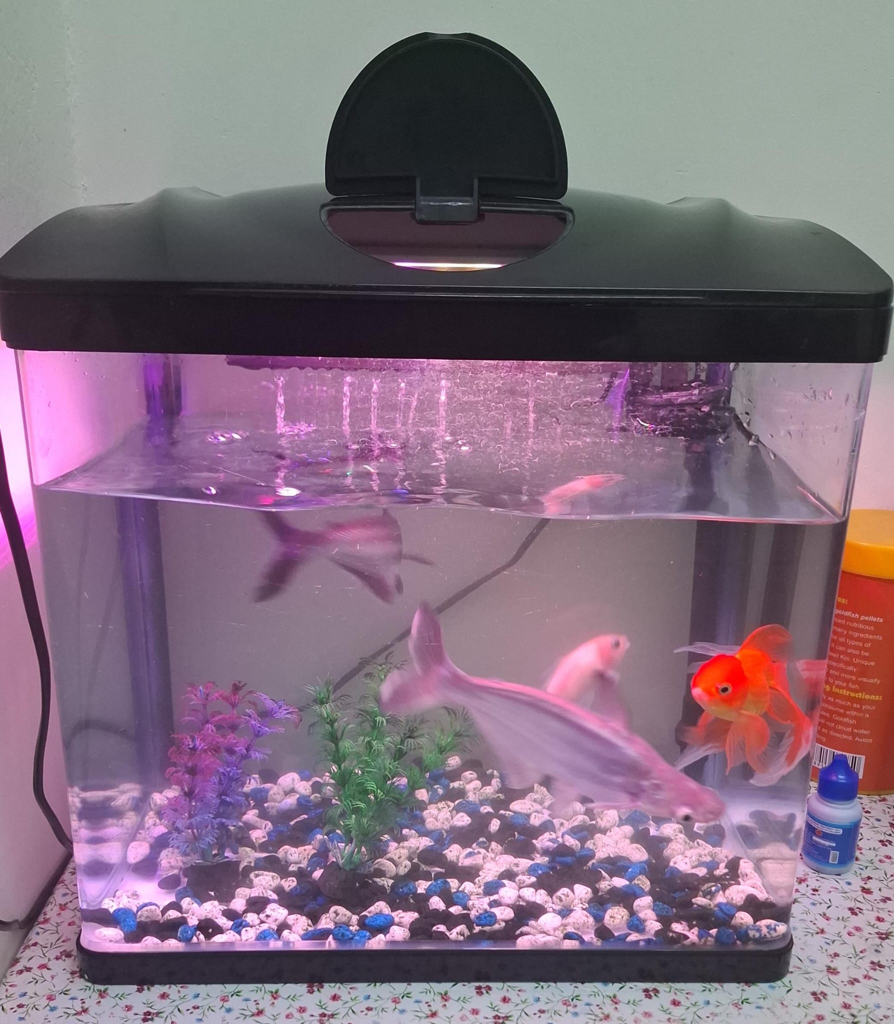Fish Tank - Image 5