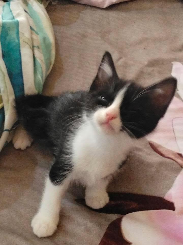 Two Persian mix male kittens for adoption FOR FREE  - Image 6