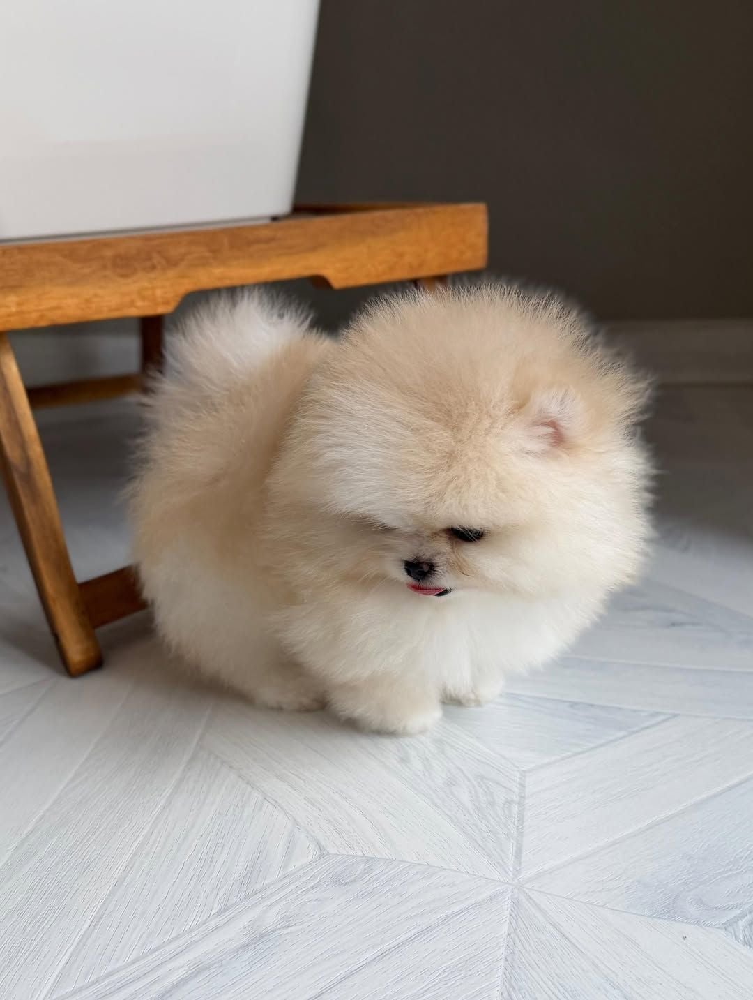 Teacup Pomeranian Puppy  - Image 7