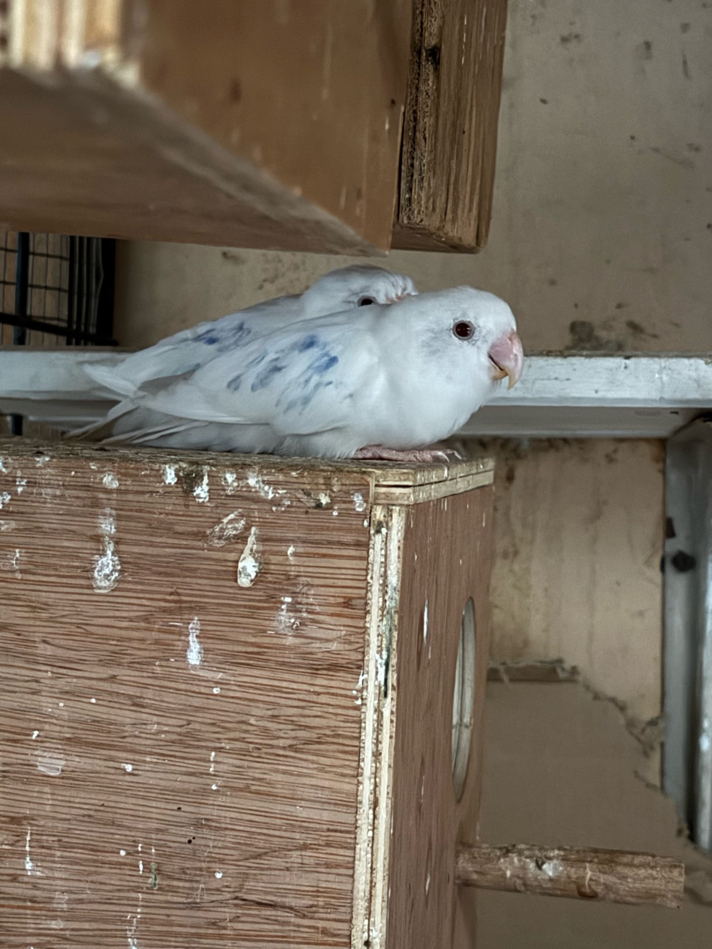 Lovebird - Image 3