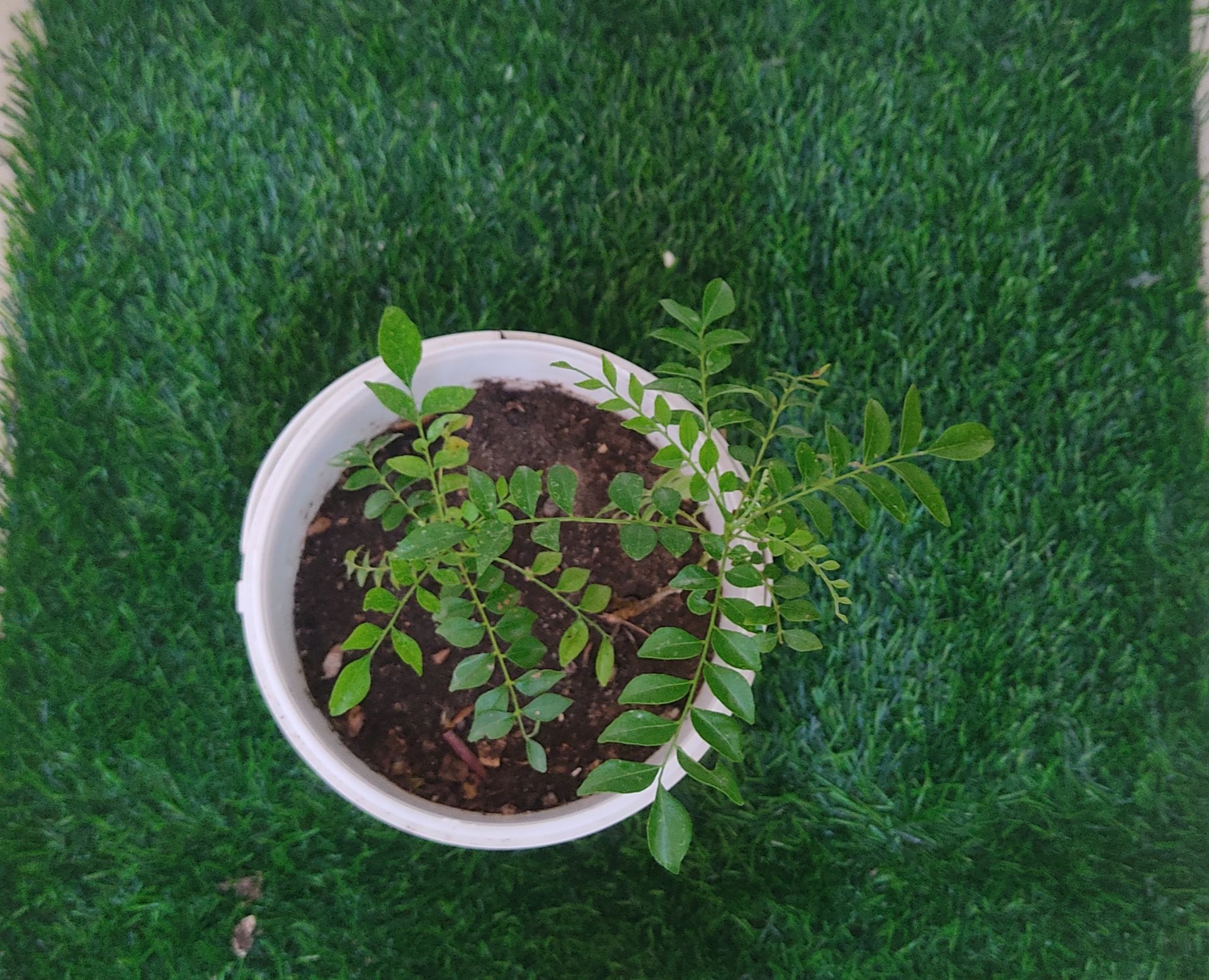 Curry leaf plants-2 - Image 2