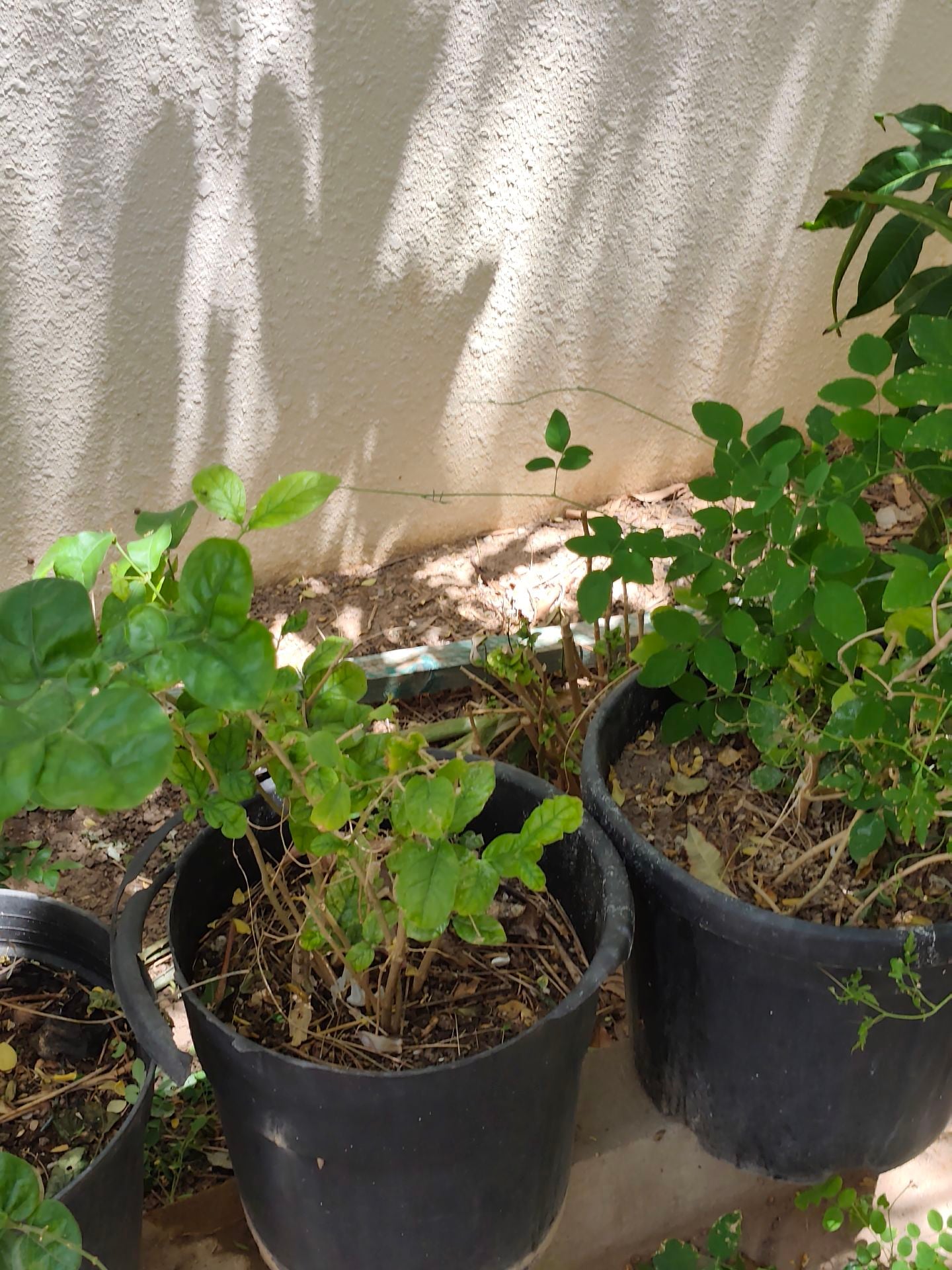 Jasmine plant ☘️ - Image 3