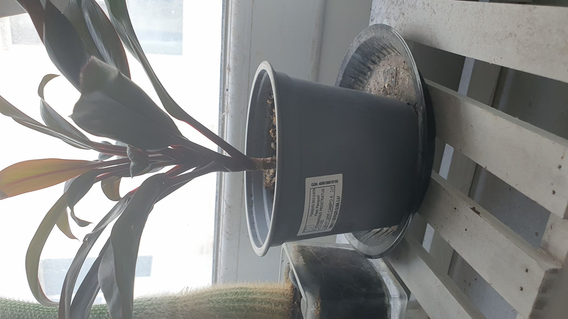 Indoor plant  - Image 2