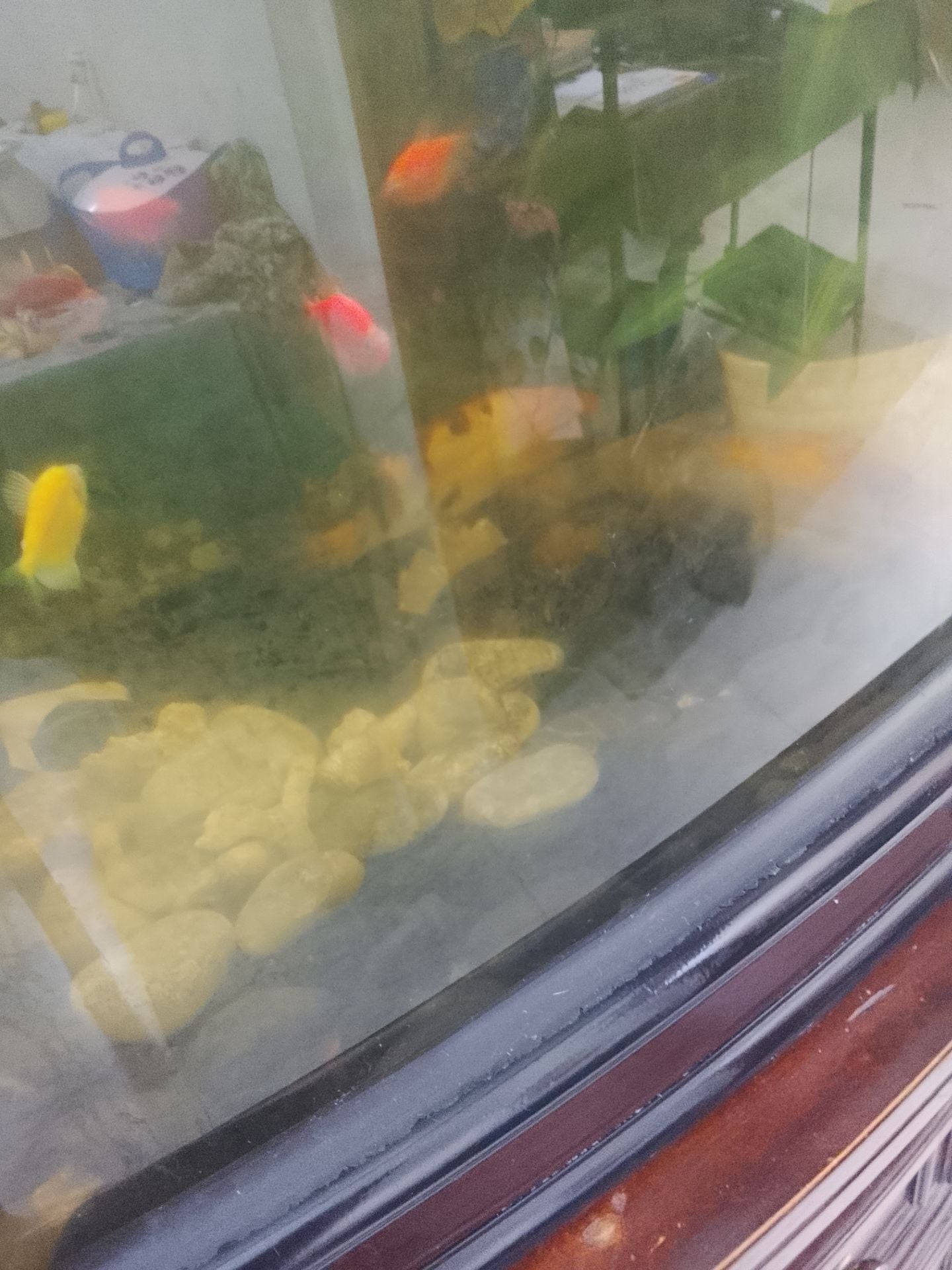 Aquarium + fish + decor for sale - Image 3