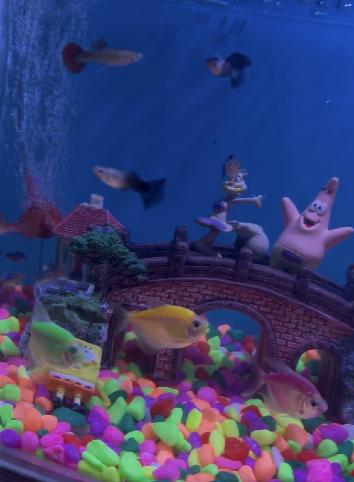 Kids friendly Aquarium - Image 4