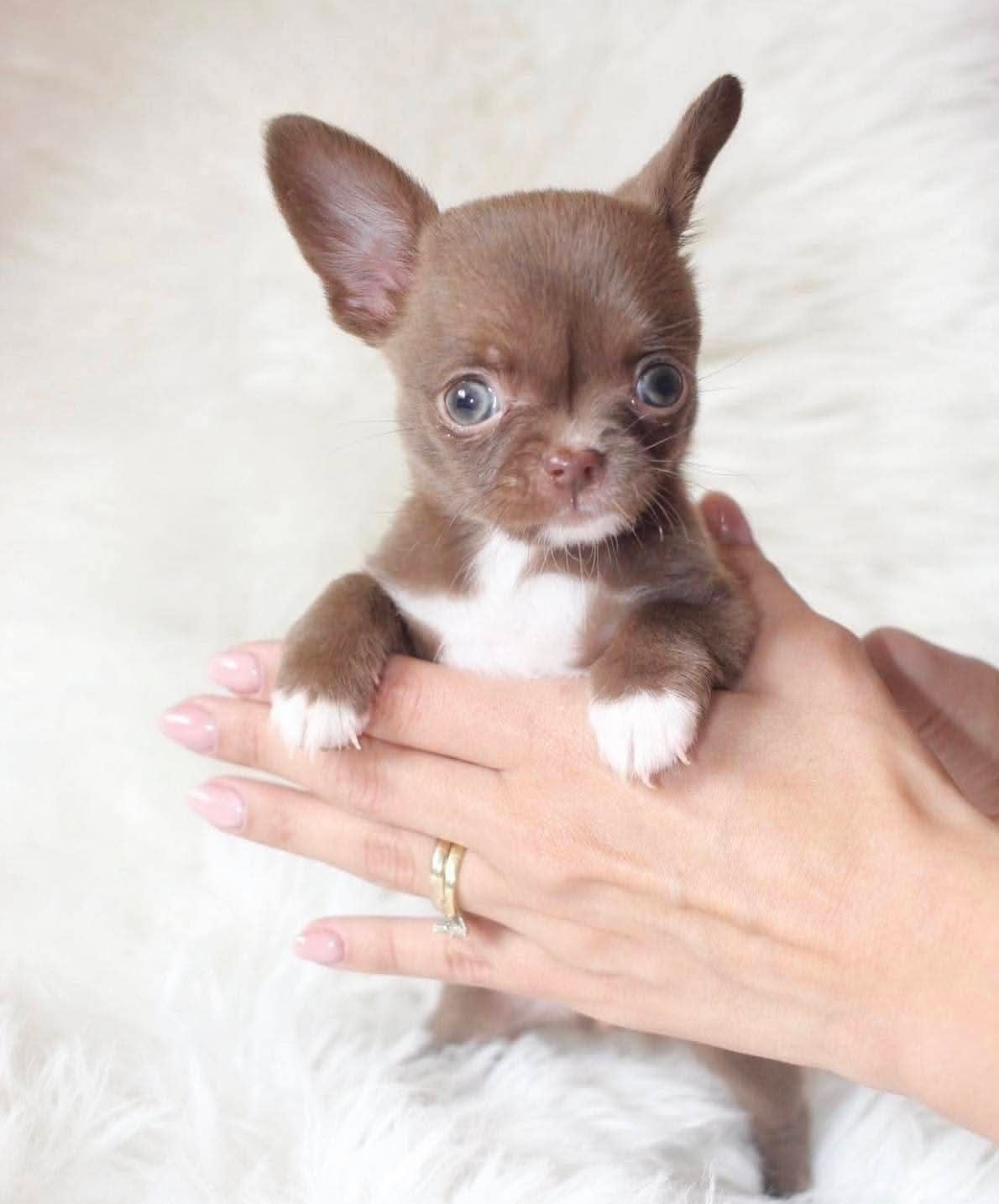 Adorable Chihuahua puppies are available. - Image 4